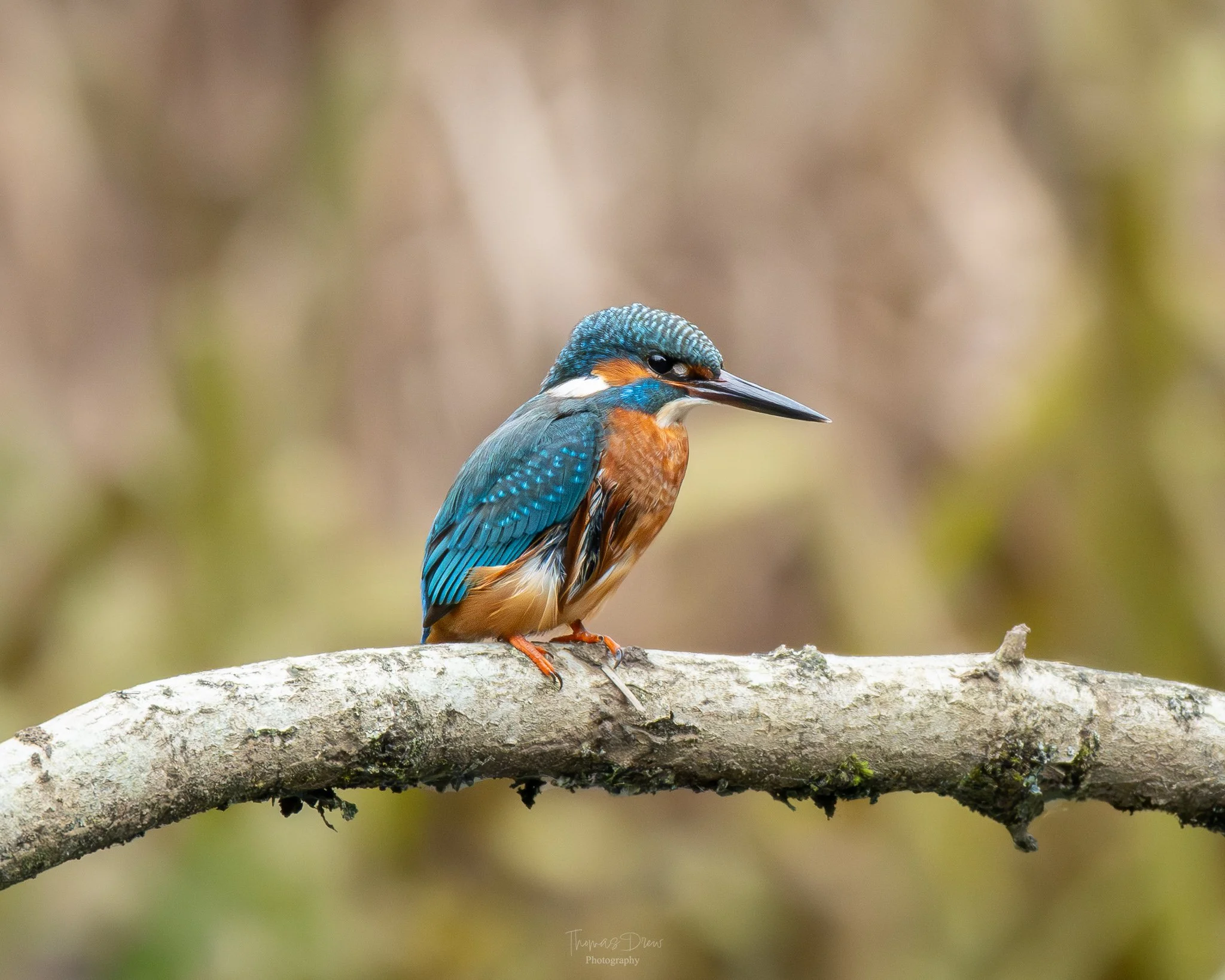 A colorful kingfisher bird perched on a tree branch with a blurred natural background.