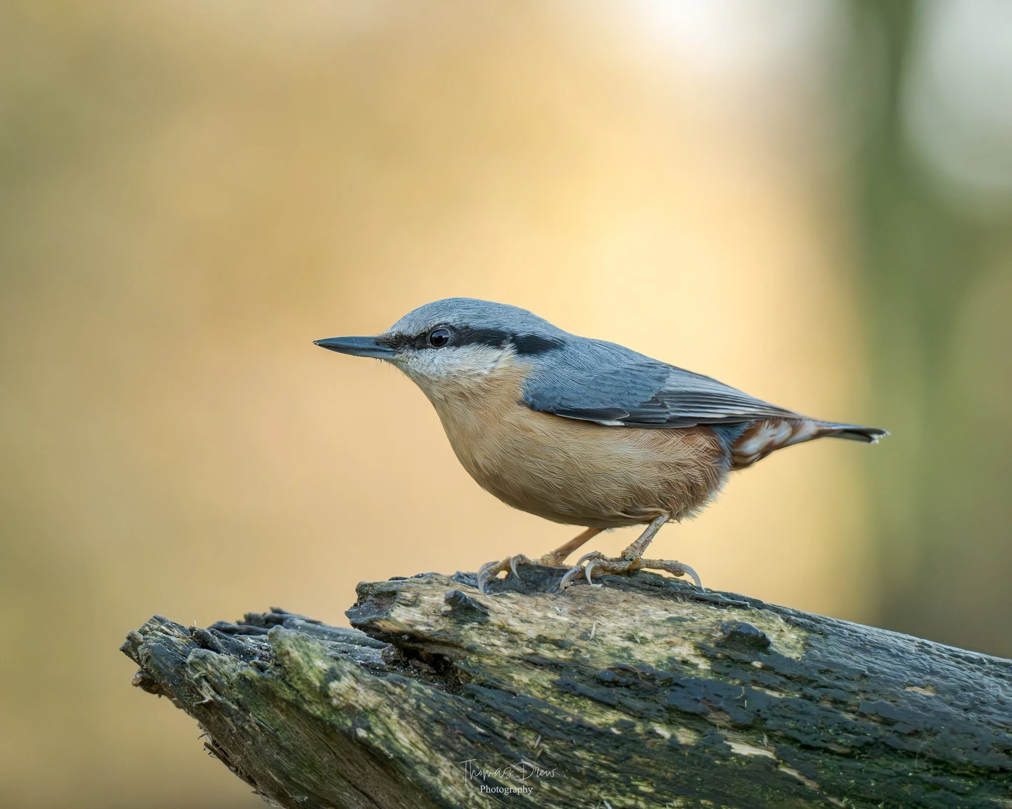 A Nuthatch, a small bird, with a blue-grey head, beige chest, and brownish body perched on a weathered log.