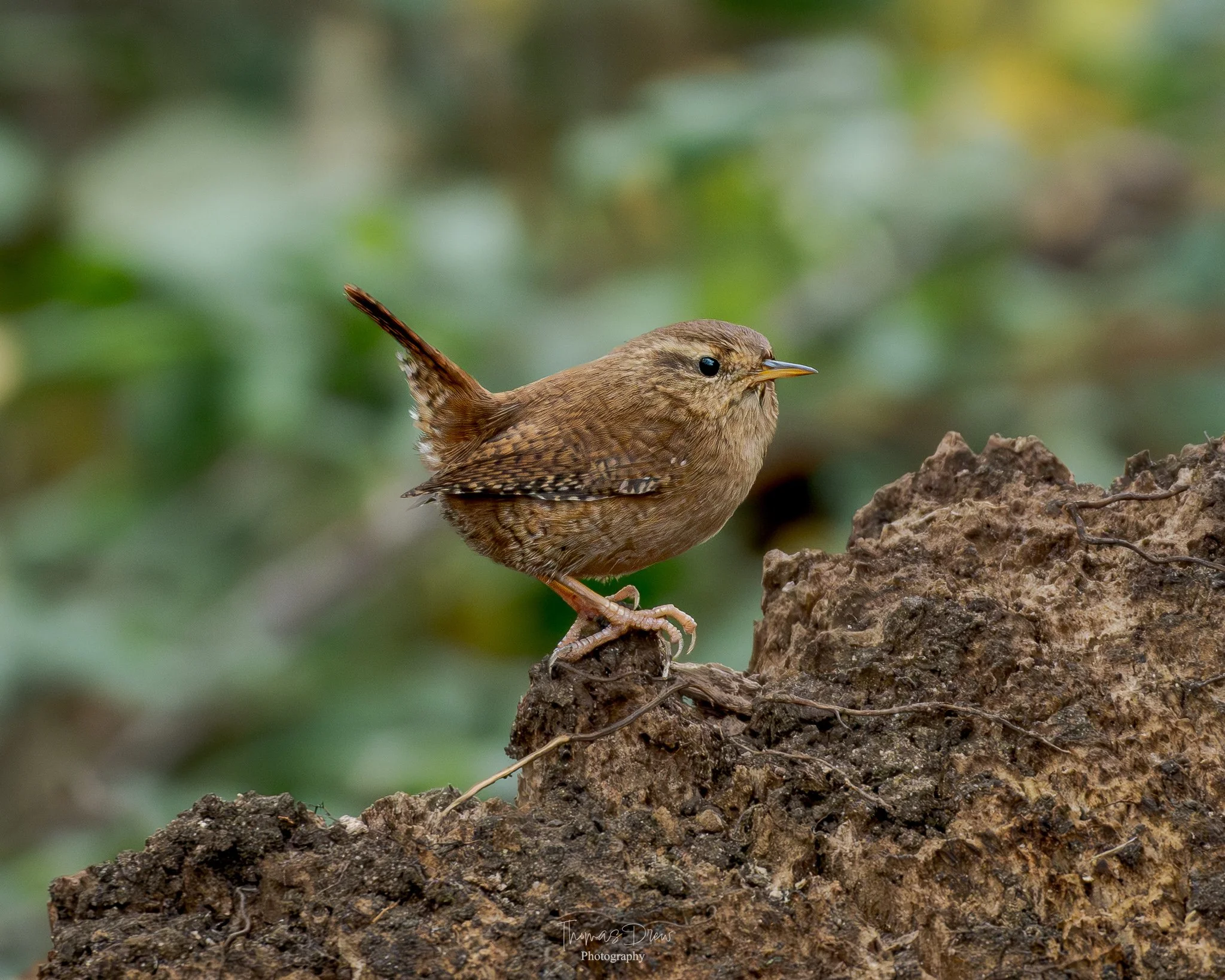 Image of a Wren, a small brown bird perched on a dirt mound, with a blurred green foliage background.