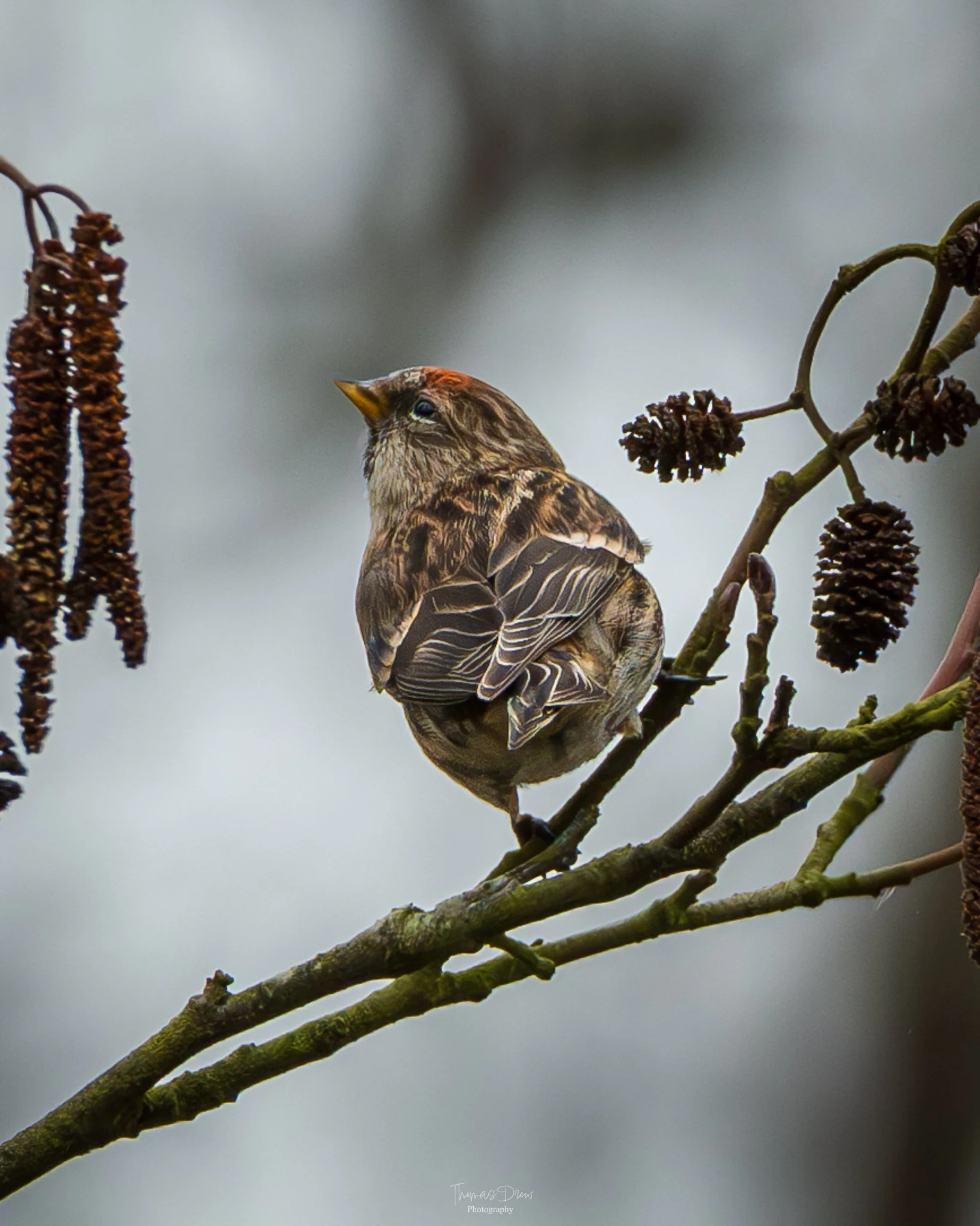 Image of a Redpoll, a small brown bird perched on a branch with brown seed cones and dark brown hanging seed clusters against a blurred grey background.