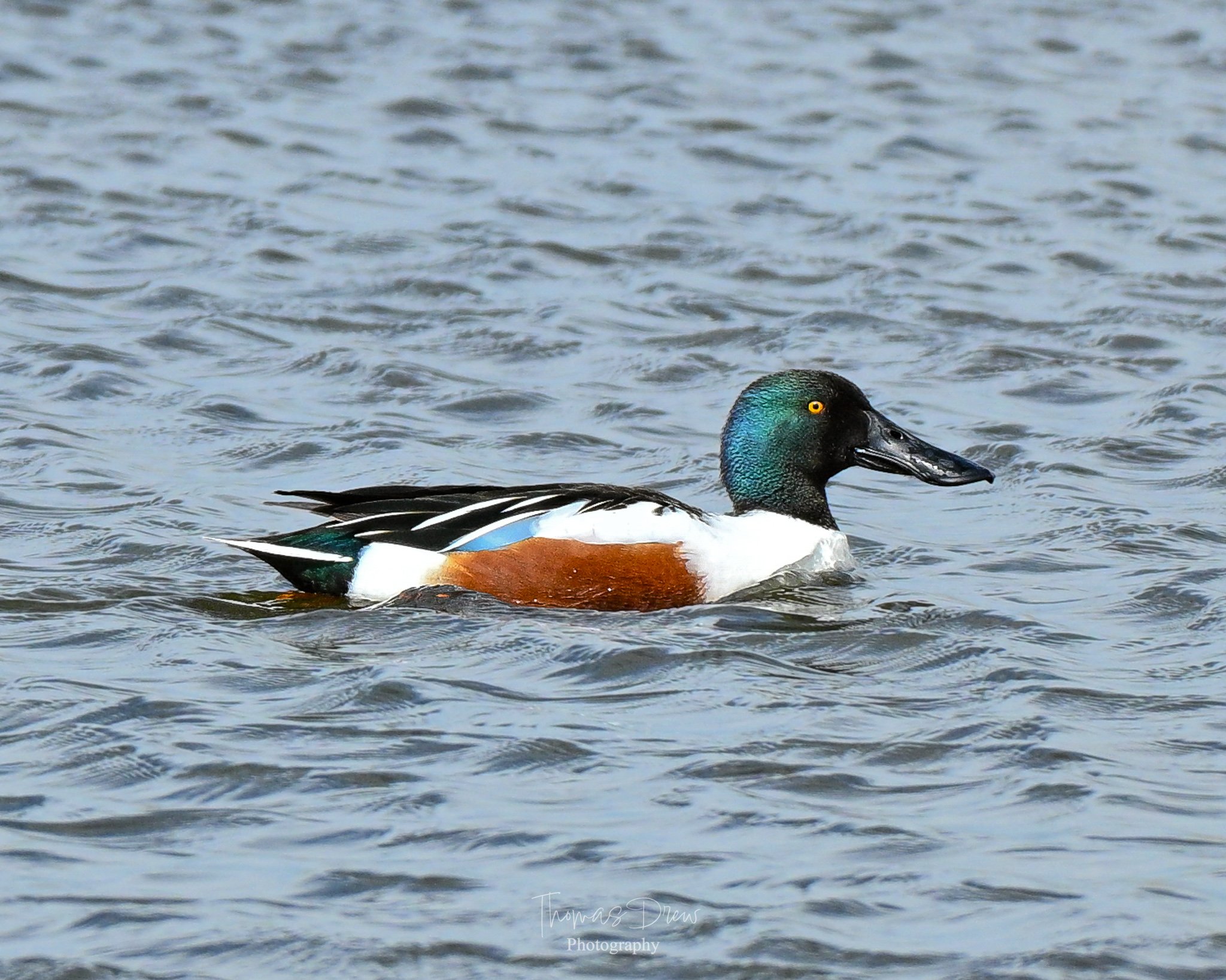 A male shoveler duck swimming in water with a grey rippled surface.