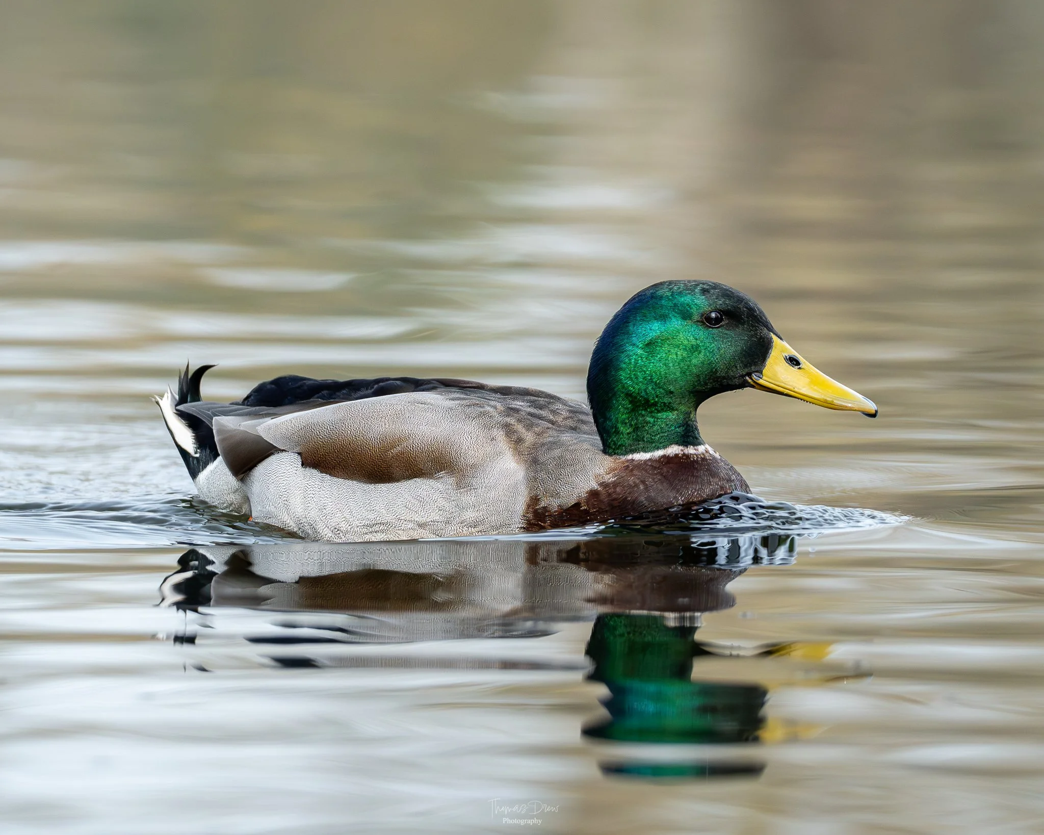 Image of a Male Mallard duck swimming in a calm body of water.