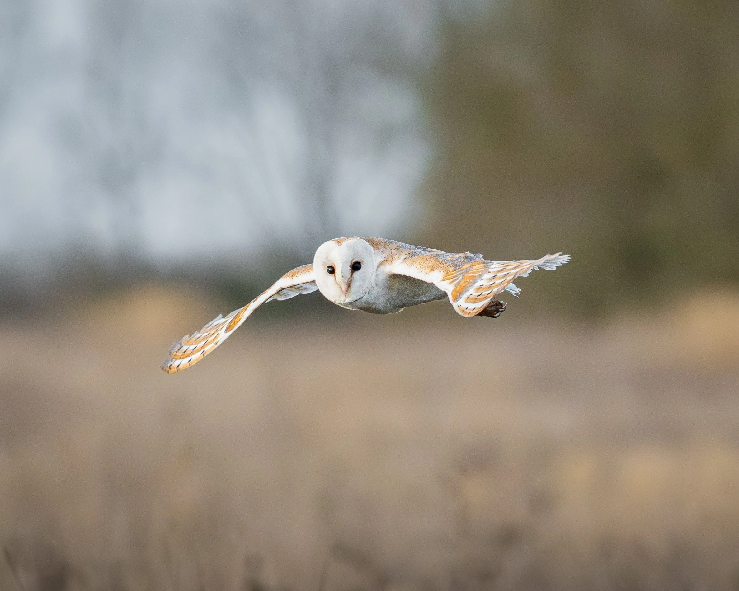 A barn owl in flight over a grassy field with a blurred background of trees.