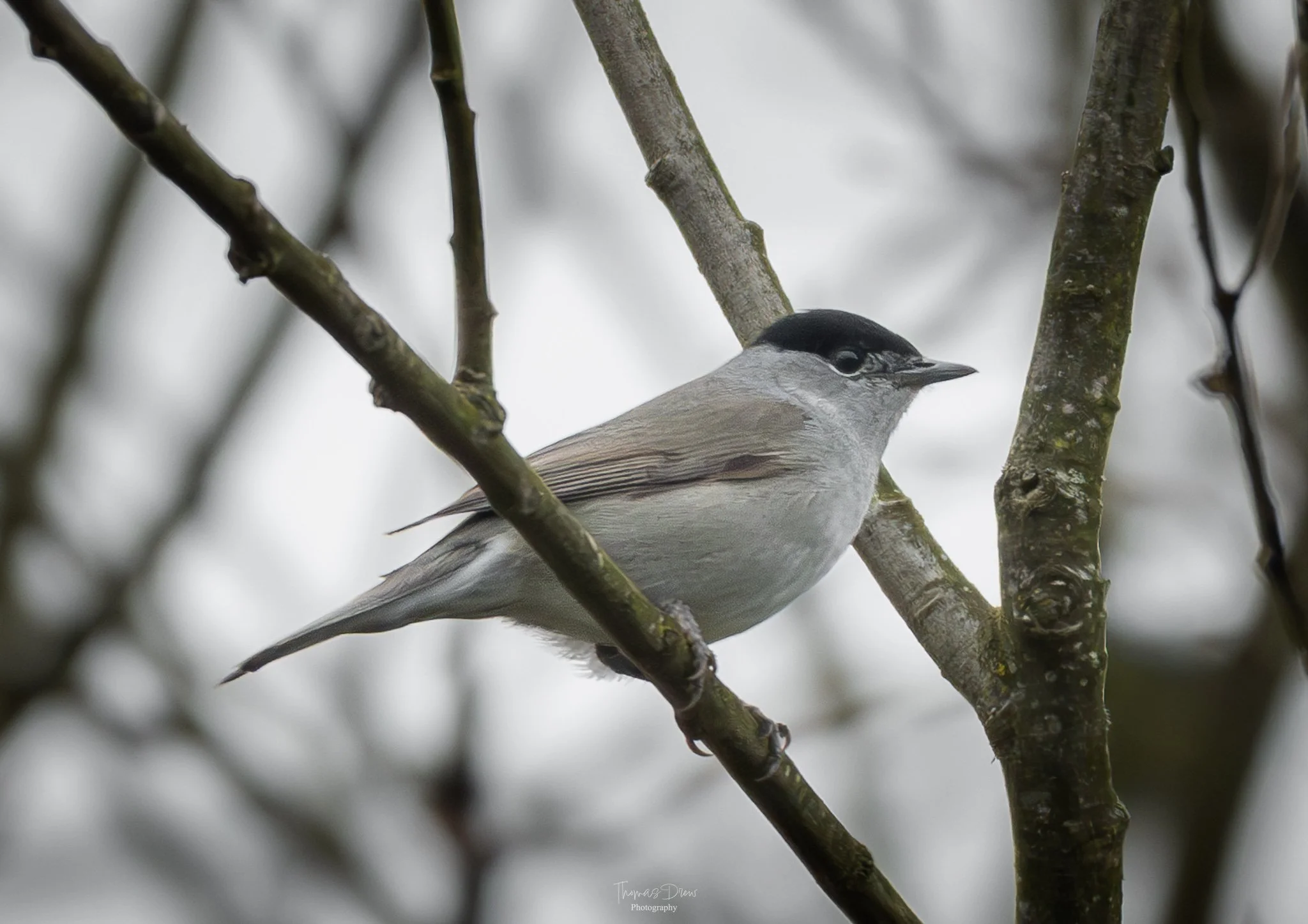 Image of a Blackcap, a small bird with a black cap and grey body perched on a thin tree branch among other branches, with a blurred natural background.