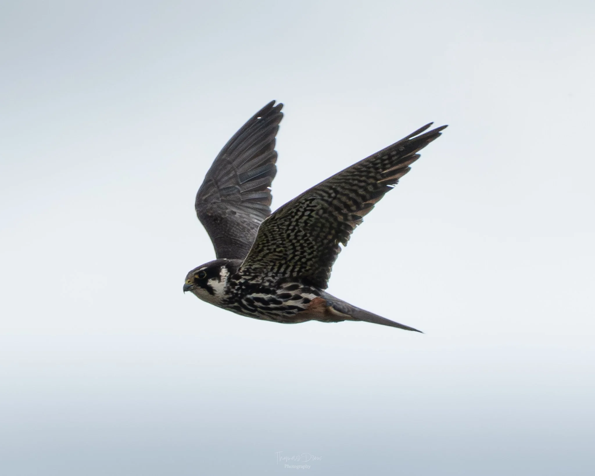 A bird, a Hobby flying against a pale sky