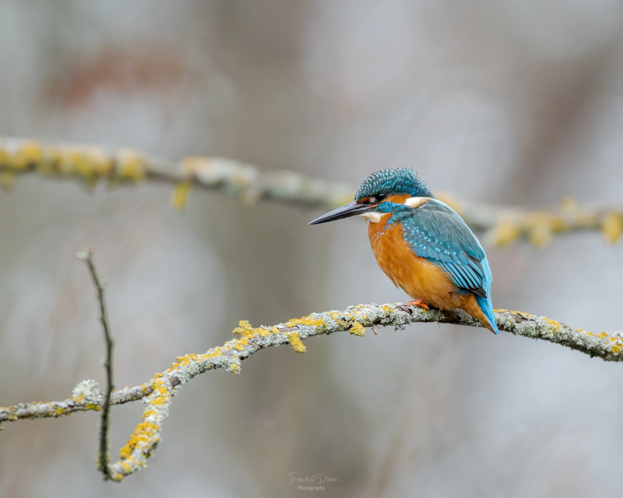 A colorful kingfisher bird with blue, orange, and white feathers perched on a lichen-covered branch.