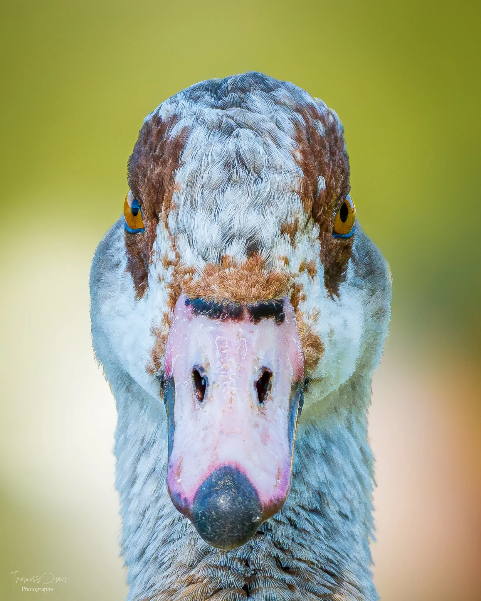 Close-up image of a bird's face with a pinkish beak, yellow eyes, and mottled brown, white, and grey feathers, against a blurred green background.