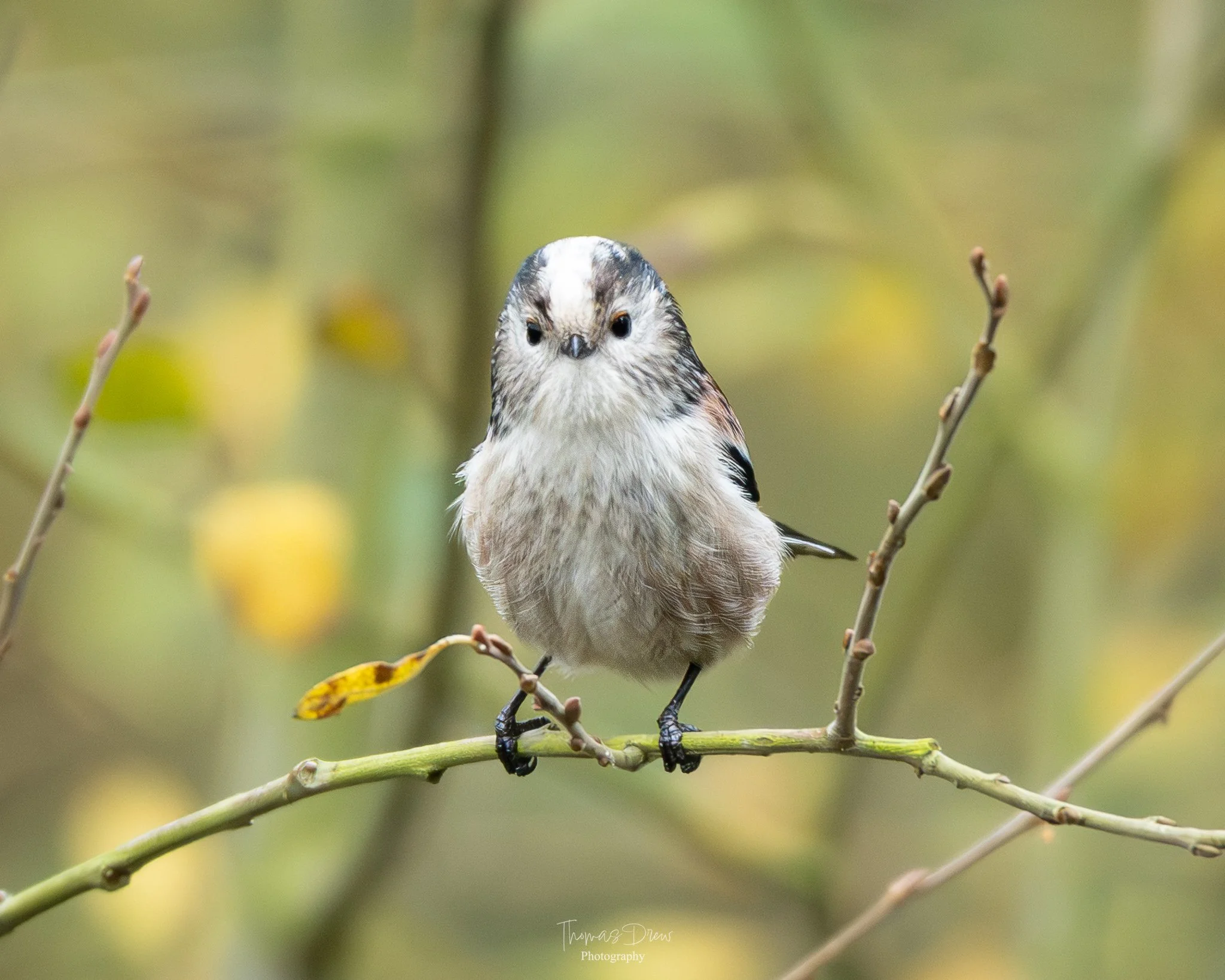 Image of a Long Tailed Tit, a small bird with white, black, and brown plumage perched on a thin branch against a blurred background of leaves.