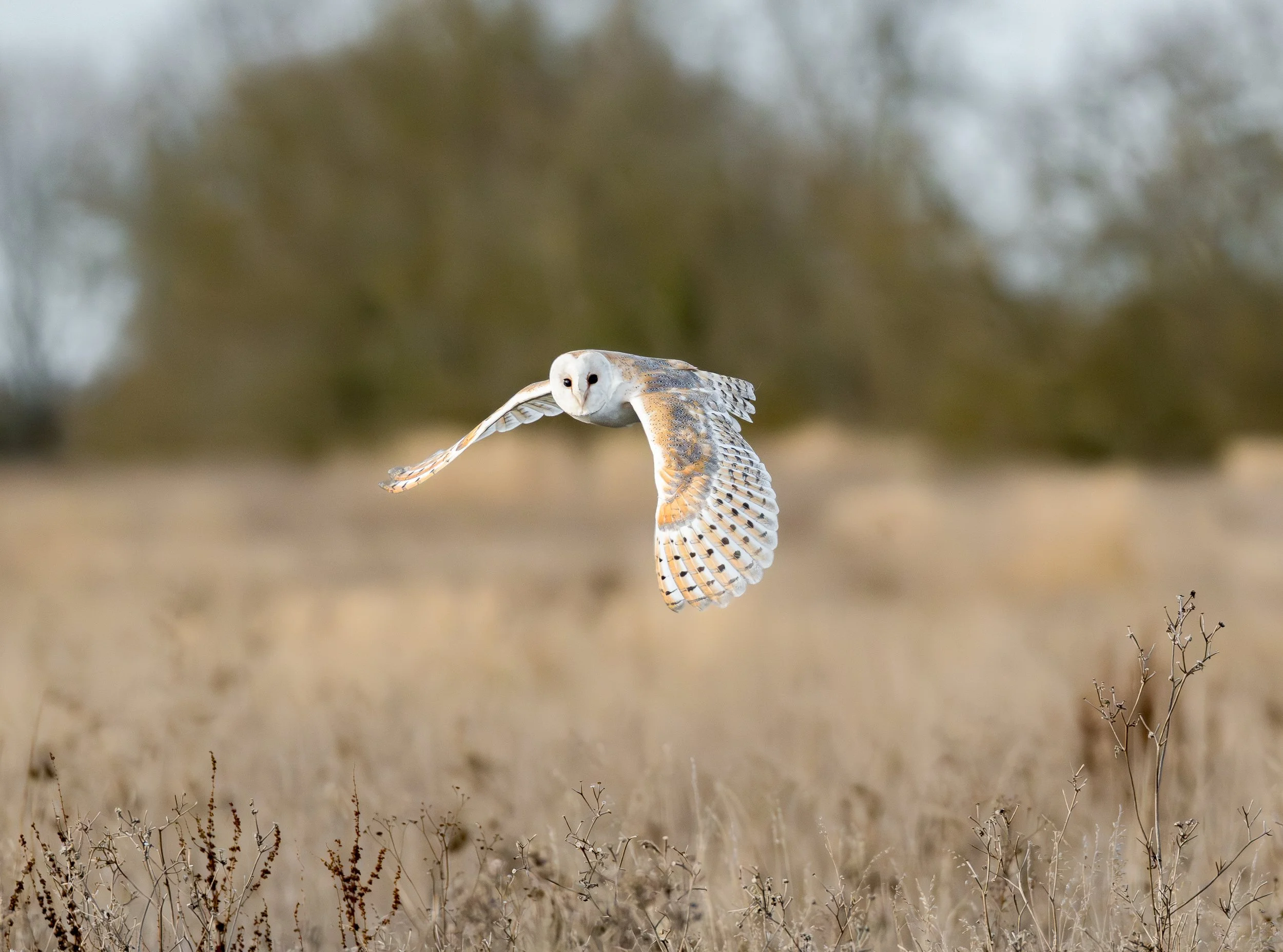 Barn Owl in flight Print
