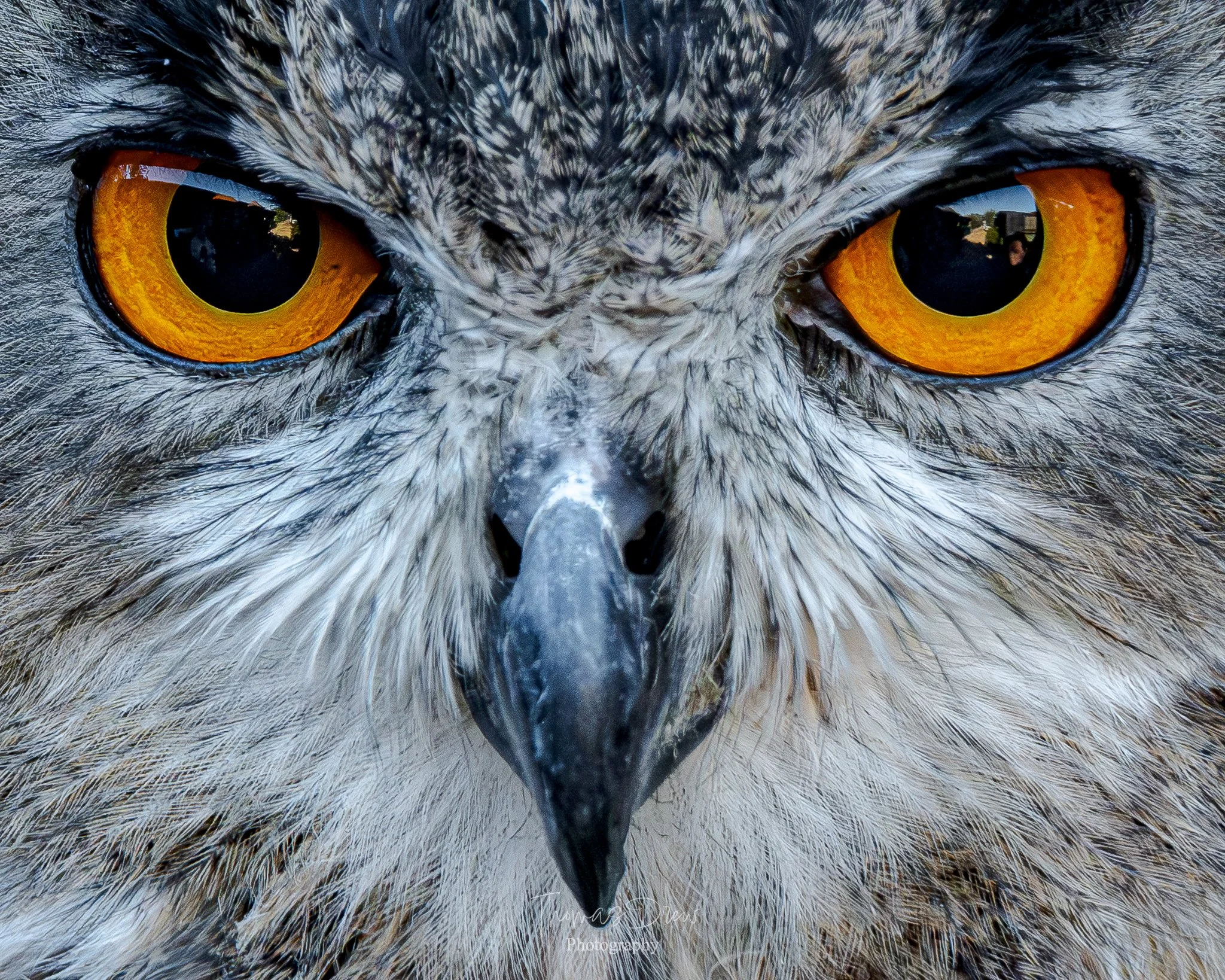 Close-up image of an Eagle owl's face showing bright orange eyes, detailed feathers, and sharp beak.