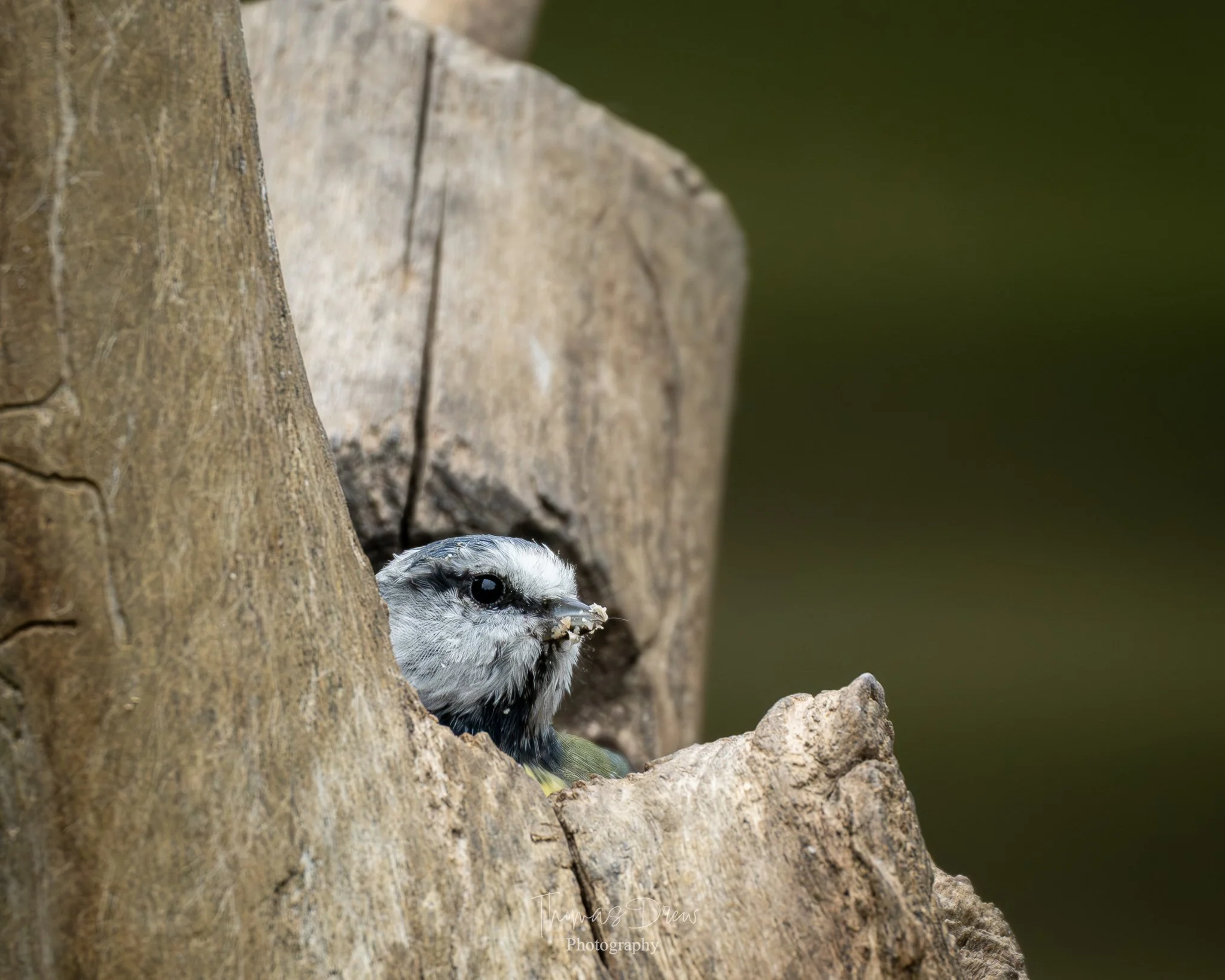 A small bird, a blue tit peeking out of a tree hole in a large, weathered tree trunk.