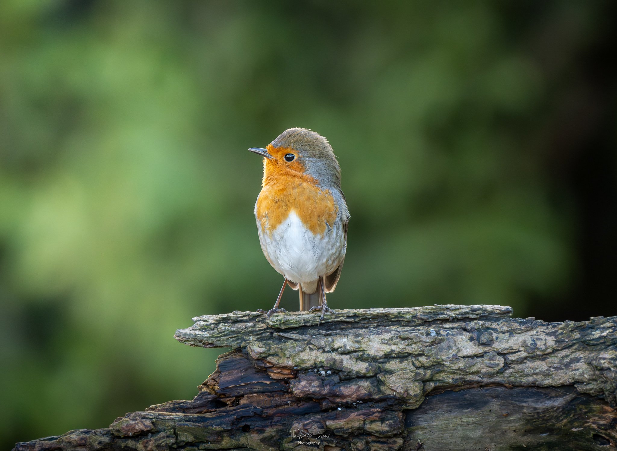 A Robin, with orange, gray, and white feathers perched on a textured log outdoors with a blurred green background.