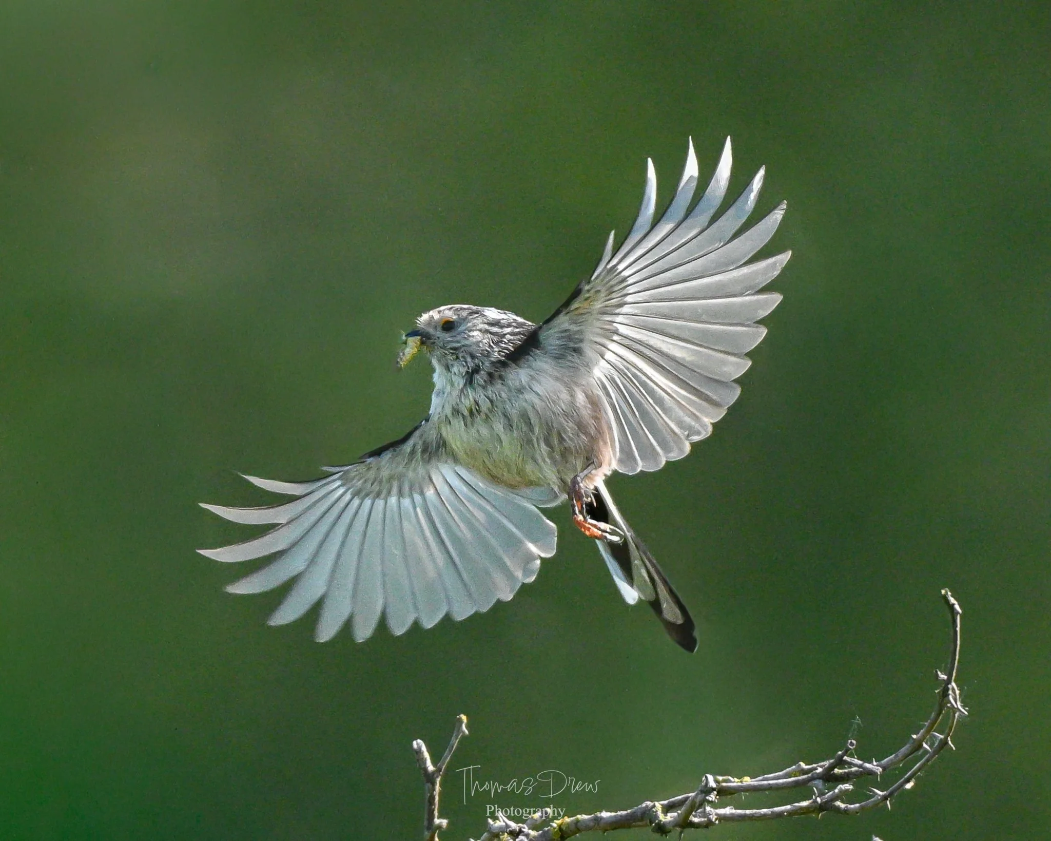 A Long Tailed Tit bird with grey and white feathers is flying above a branch with its wings spread wide, holding a small insect in its beak.