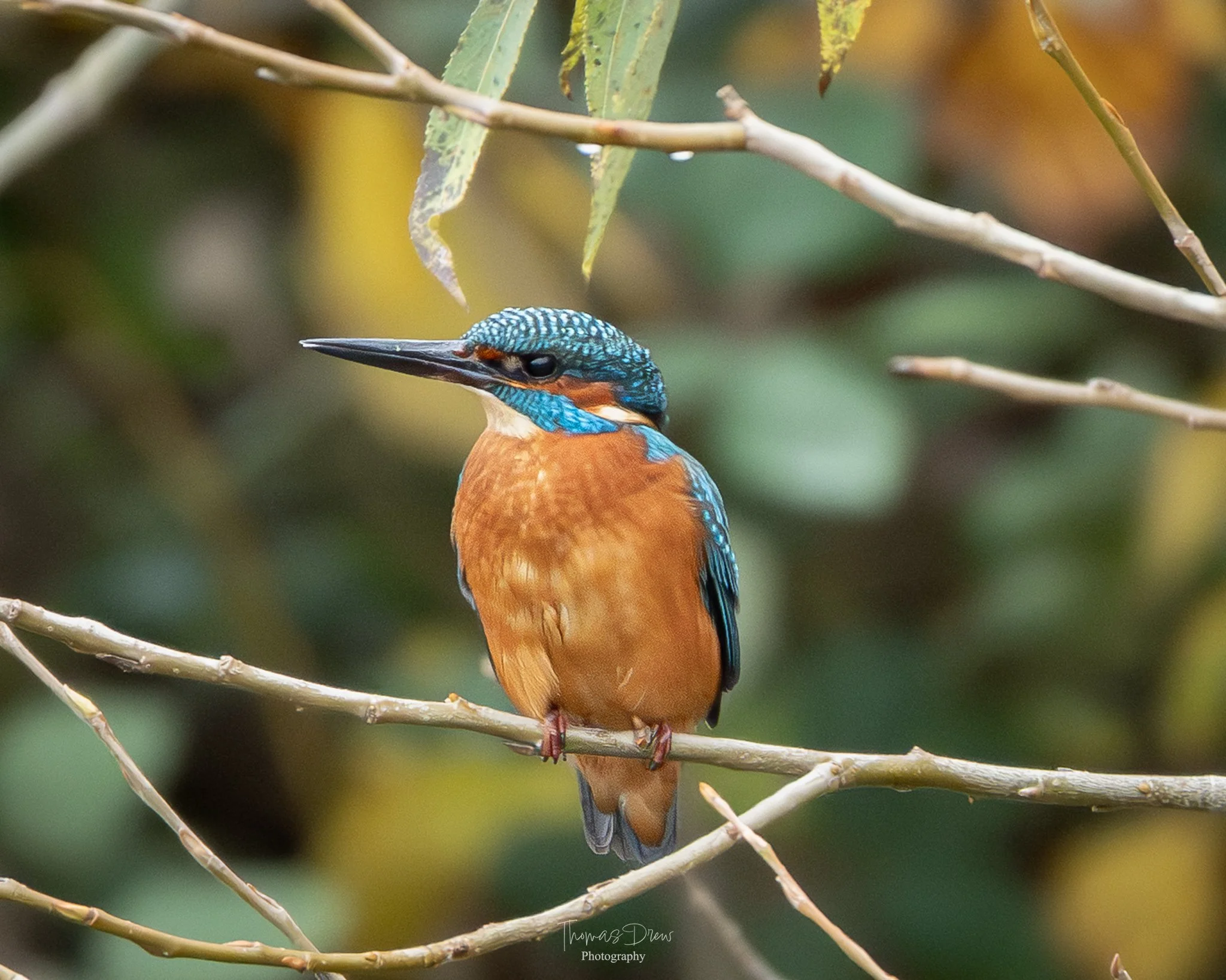A kingfisher bird perched on a branch, with vibrant blue and orange feathers, surrounded by green foliage.