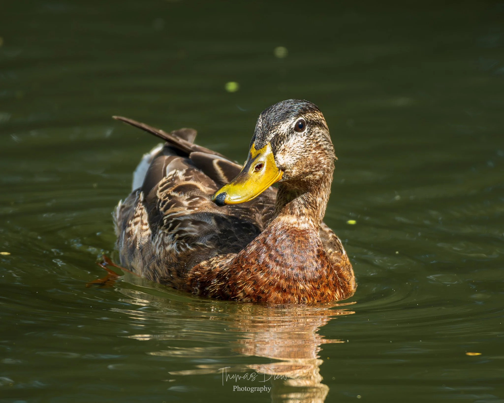 A mallard duck swimming in a pond, with a close-up of its head and body visible in the water.