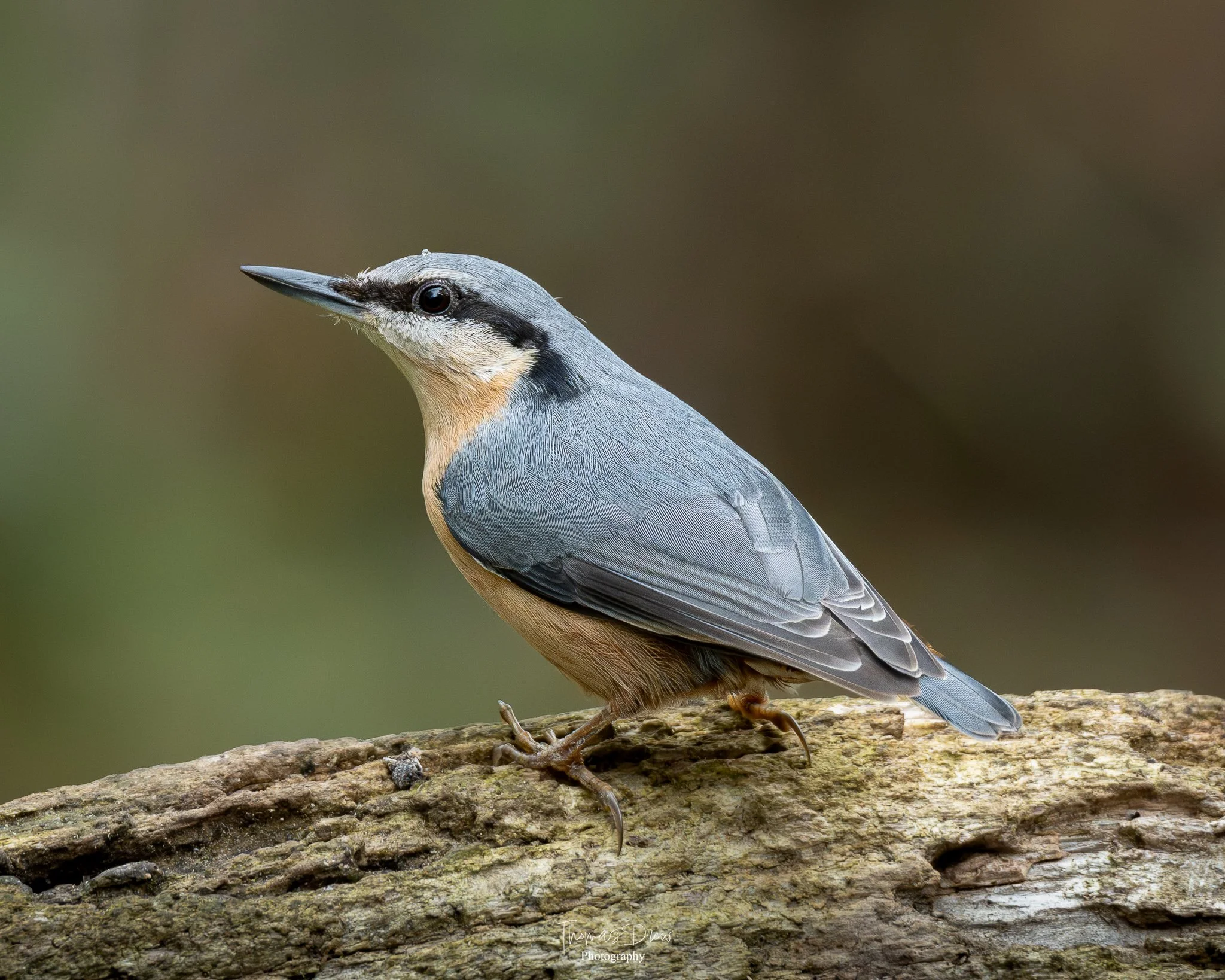 A close-up photo of a Nuthatch bird with blue, grey, and beige feathers perched on a log.