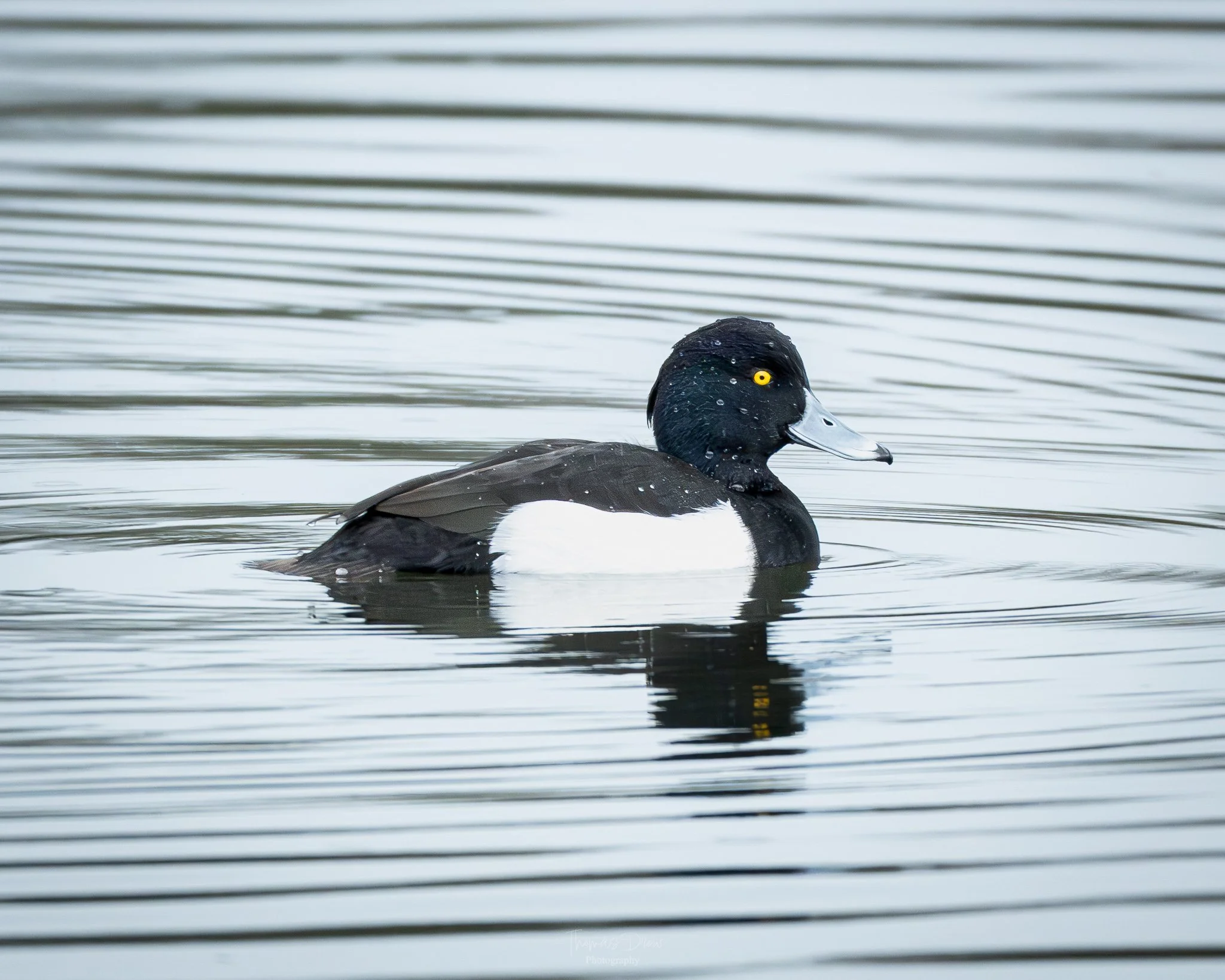 Image of a male tufted duck swimming in calm water with ripples.
