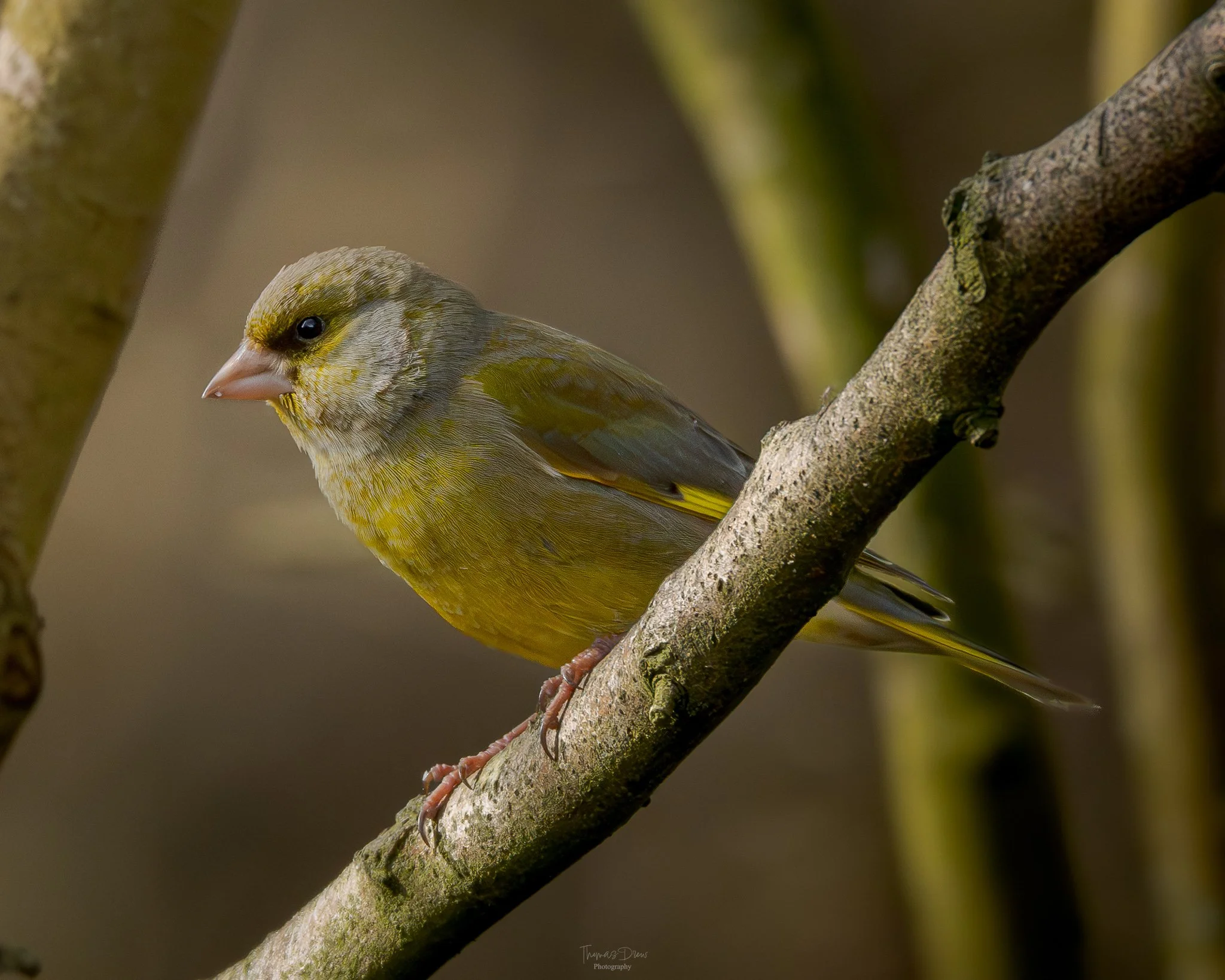 Image of a Greenfinch, a small yellow-green bird perched on a tree branch with a blurred natural background.
