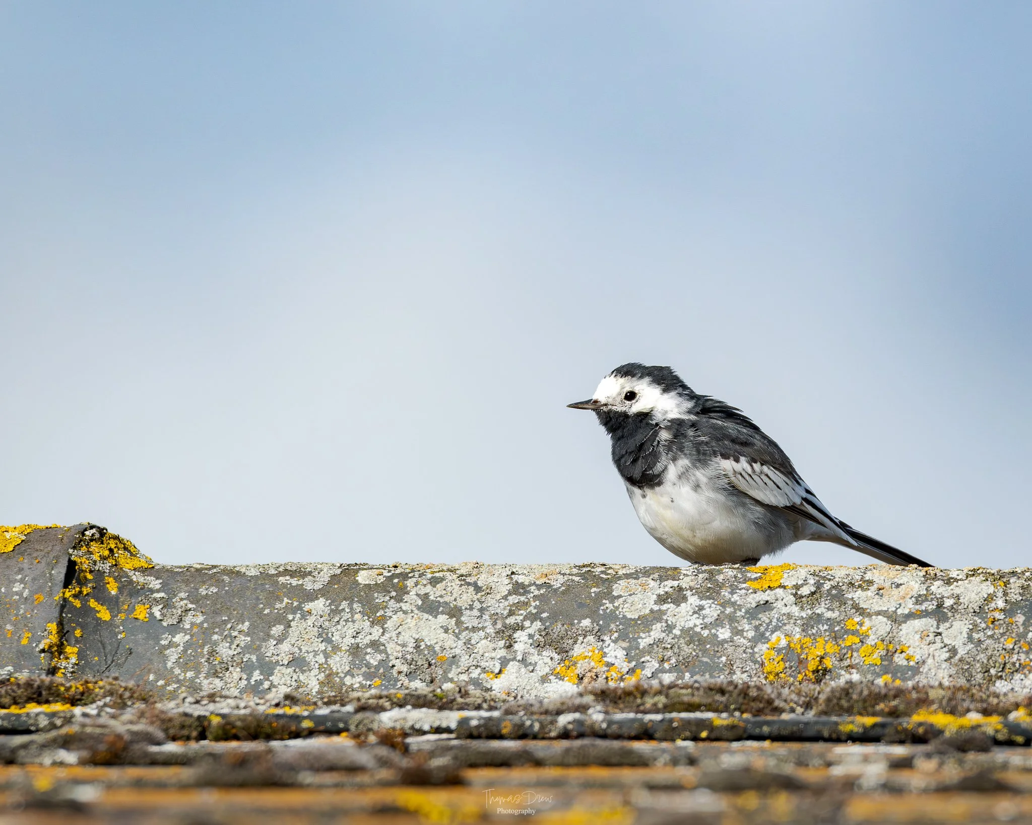 Image of a Pied Wagtail, a small black and white bird perched on a lichen-covered concrete surface with a cloudy sky background.