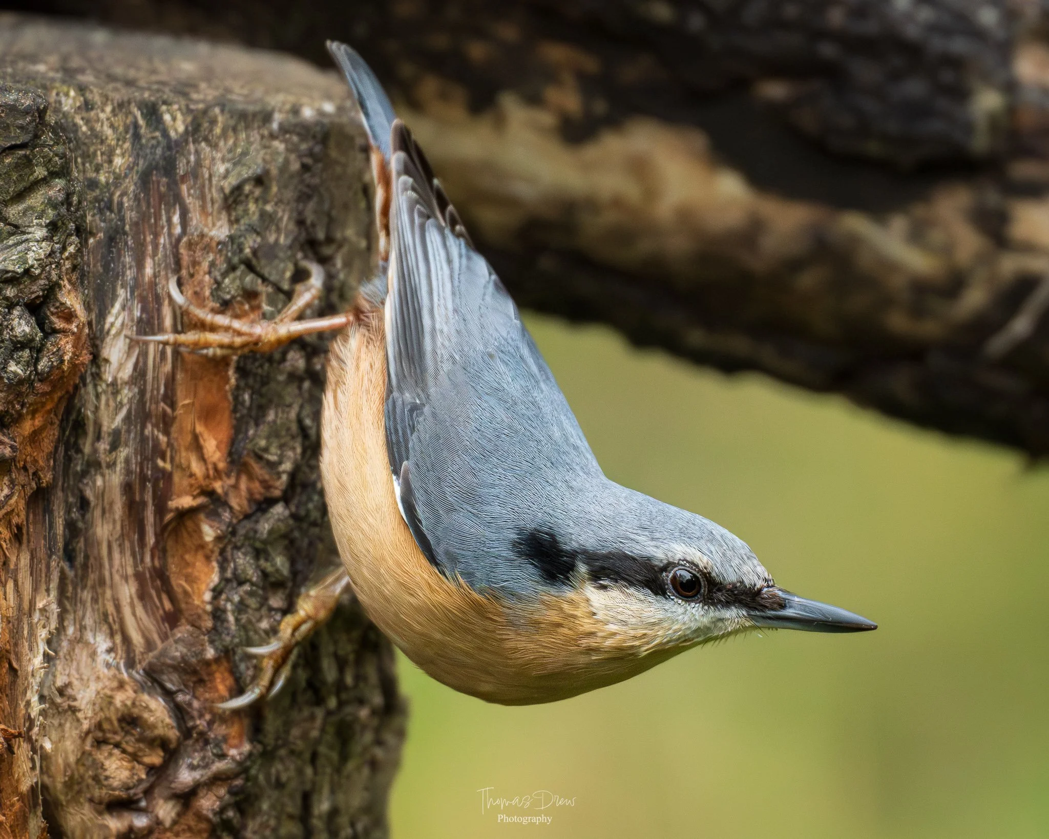 A small bird, a nuthatch, clings upside down to the side of a tree trunk, with its head facing downward and its tail pointing upward. The bird has a prominent black stripe running through its eye, a sharp beak, and blue-grey wings.