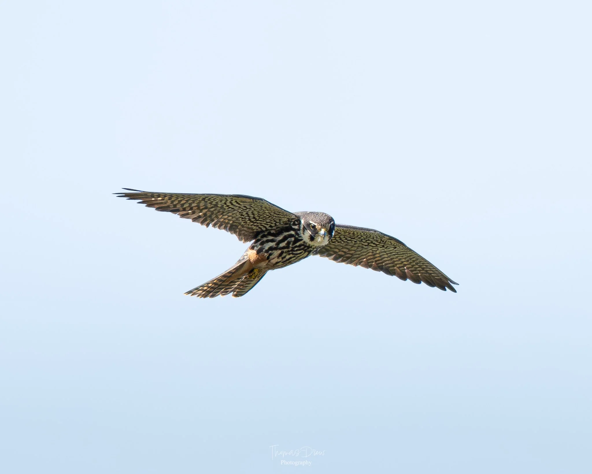 A bird of prey, a Hobby, flying with wings spread wide against a light sky background.