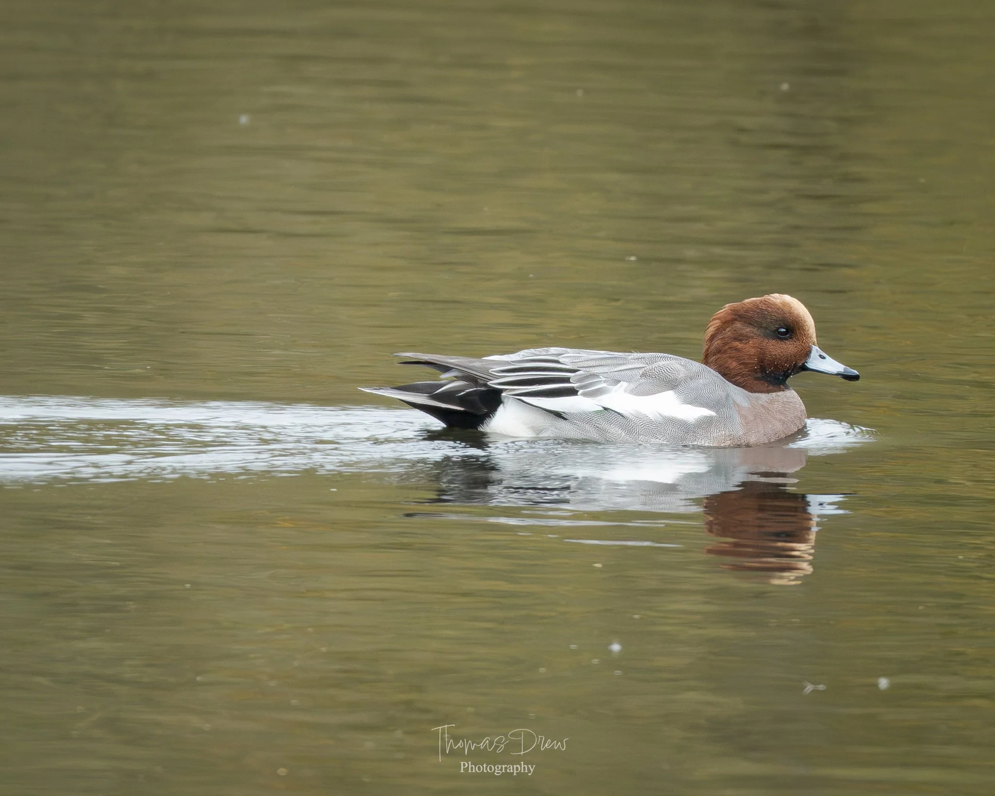 Image of a Wigeon, A brown-headed duck swimming on a calm body of water.