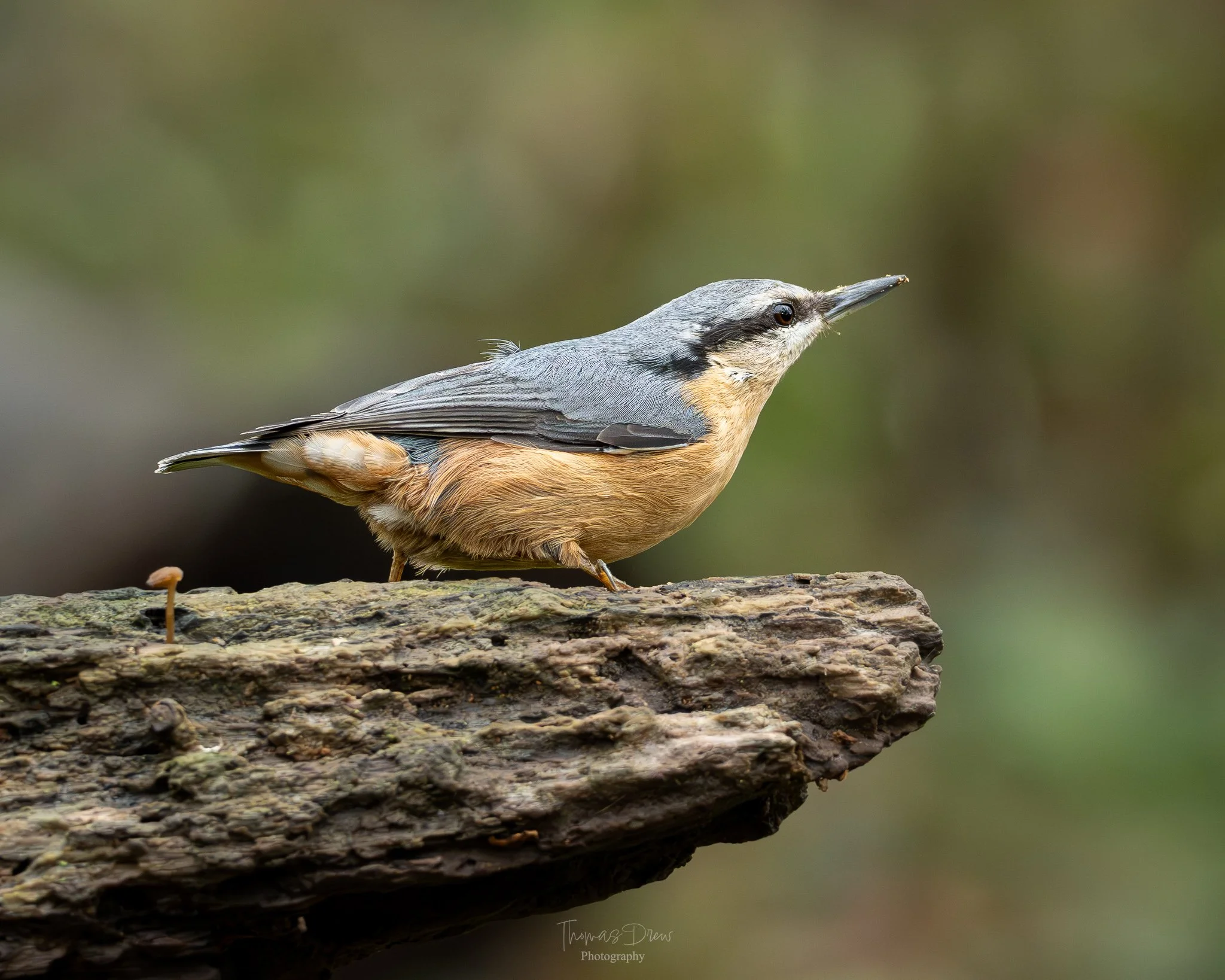 A small Nuthatch bird, perched on a piece of wood with a blurred background.