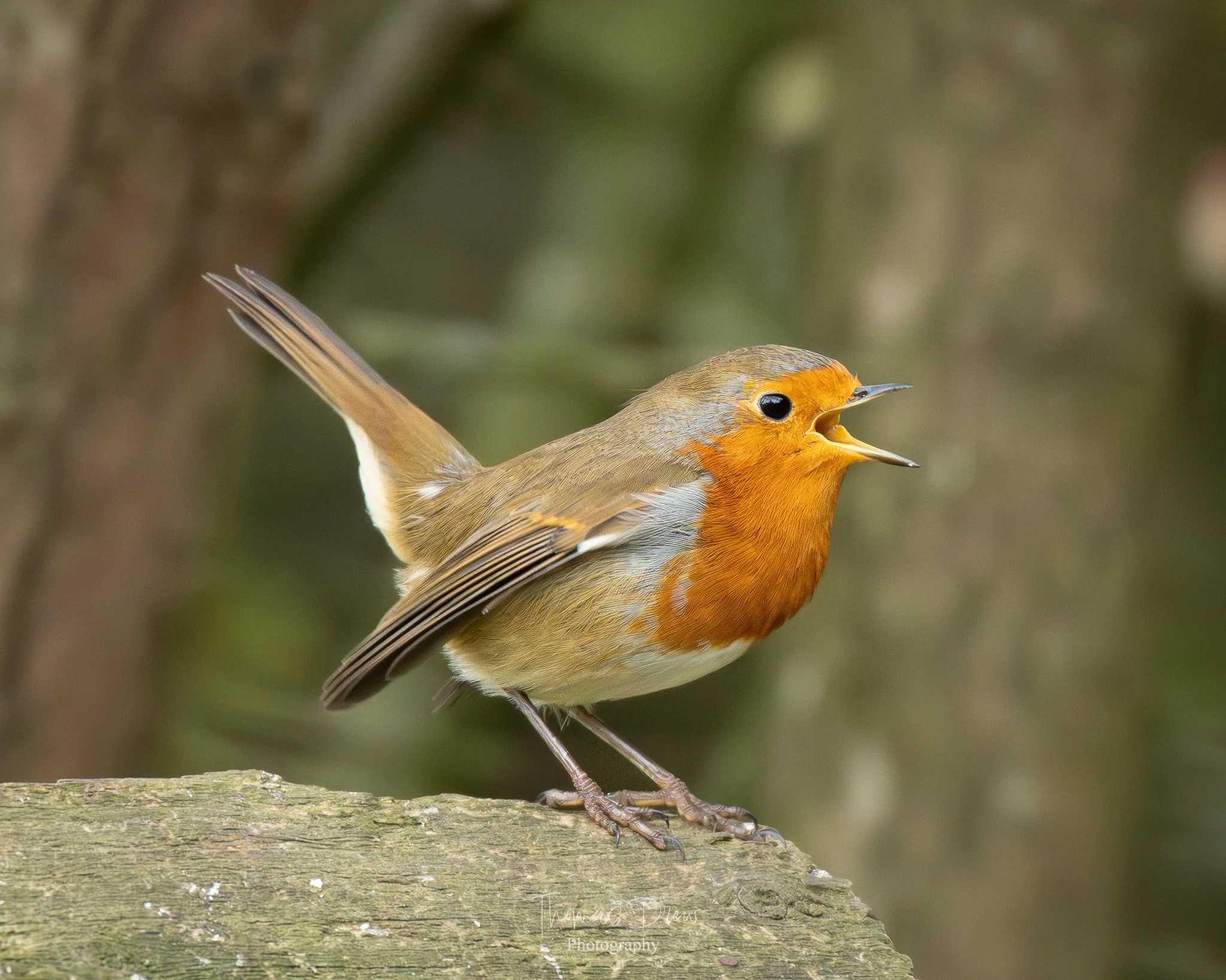 A European robin bird singing and perched on a weathered wooden surface, with a blurred natural background.