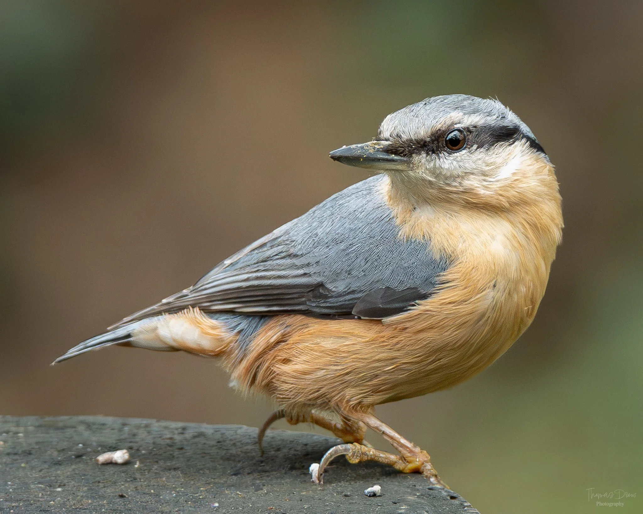 A Nuthatch bird with grey and tan feathers, perched on a rock, with a blurred natural background.