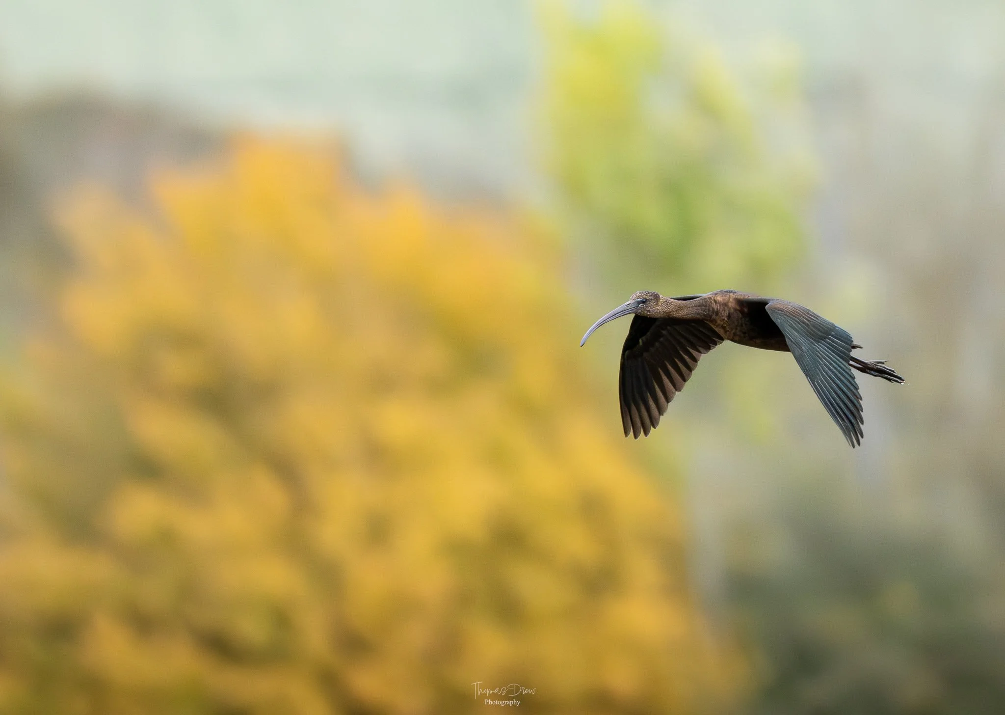 A Glossy Ibis, a brown bird with a long, curved beak flying in the air over a blurred yellow and green background.