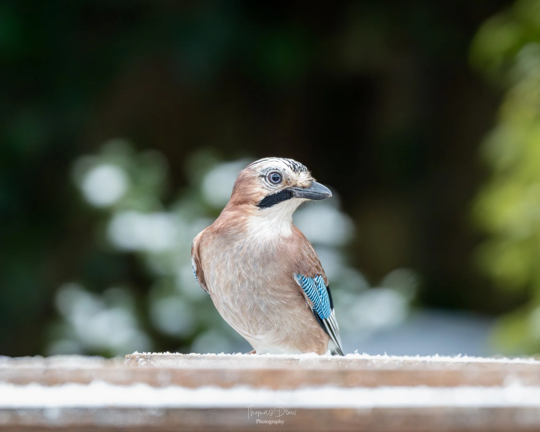 A Eurasian Jay, a bird with a brown body, black and white facial markings, blue feathers on its wings, and light-coloured chest perched on a wooden surface with a blurred green and white background.