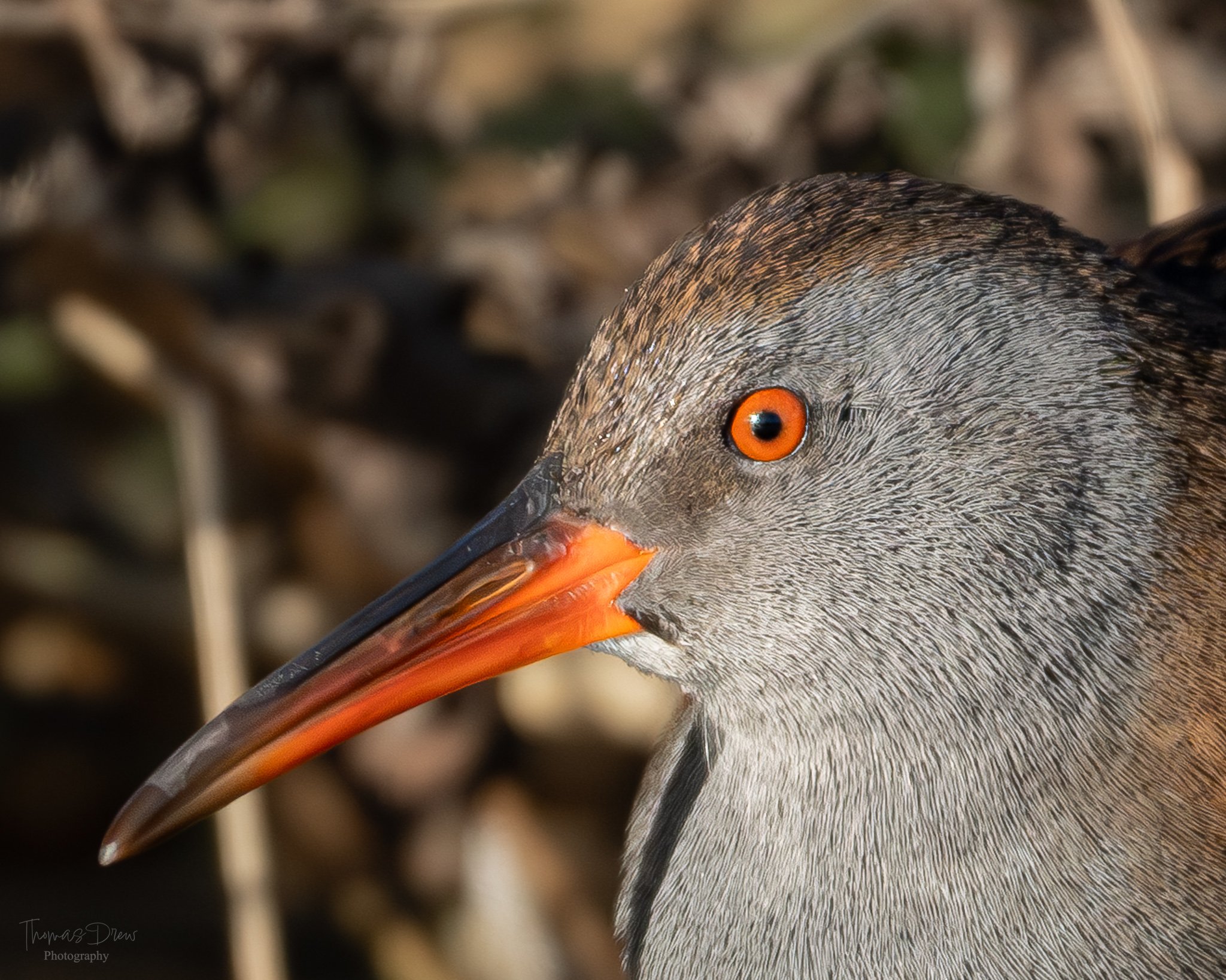 Close-up of a bird's head, a Water Rail, with orange eye, orange and black beak, and patterned grey and black feathers.