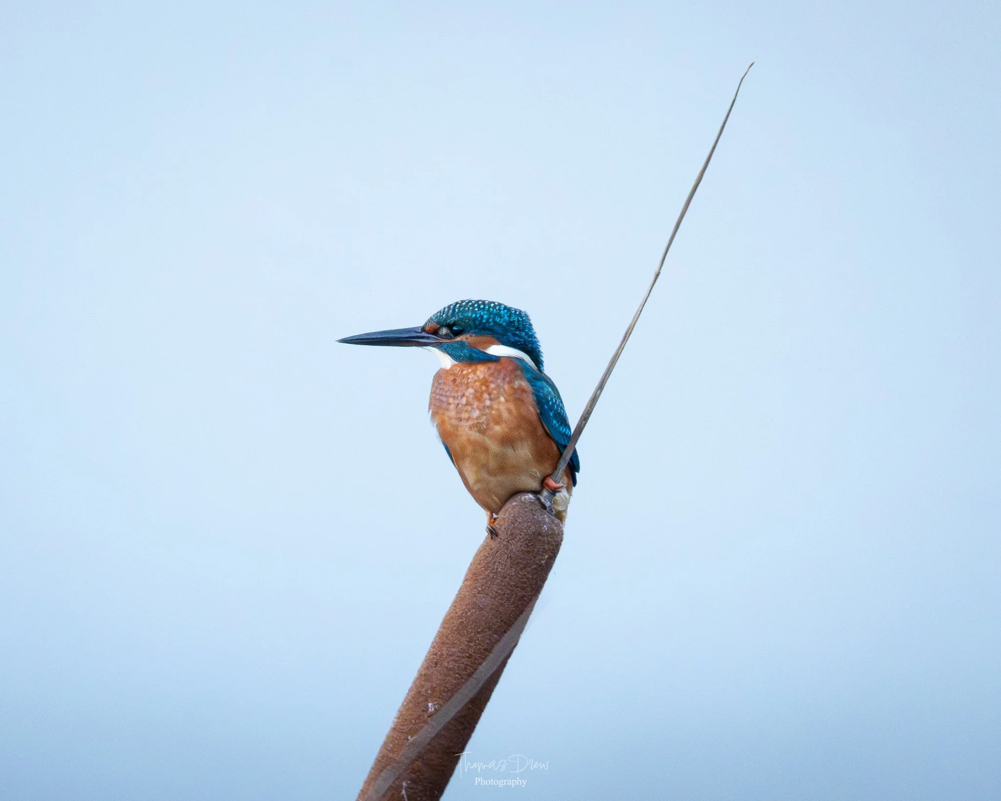 A kingfisher bird perched on the tip of a reed, with a clear blue sky background.