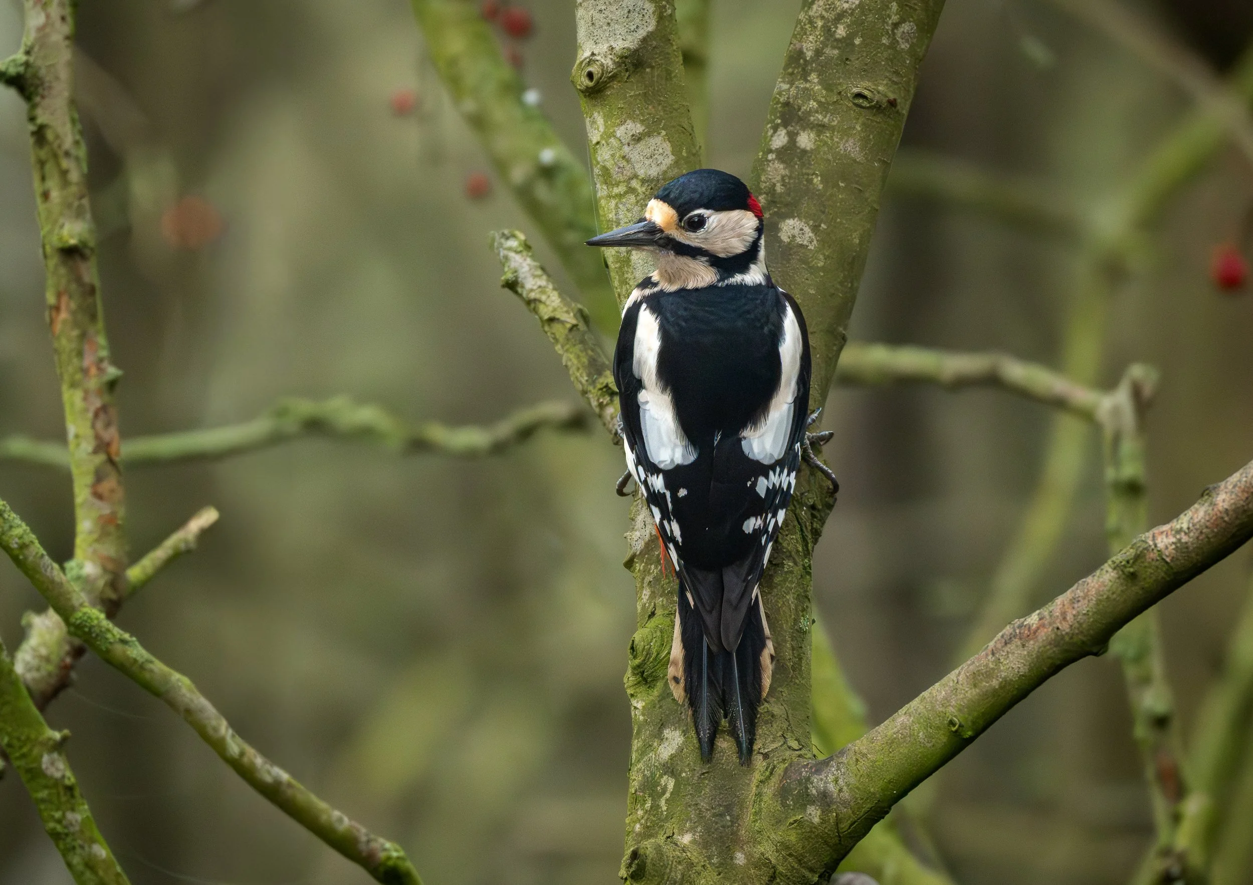 Great Spotted Woodpecker Wildlife Photography Print