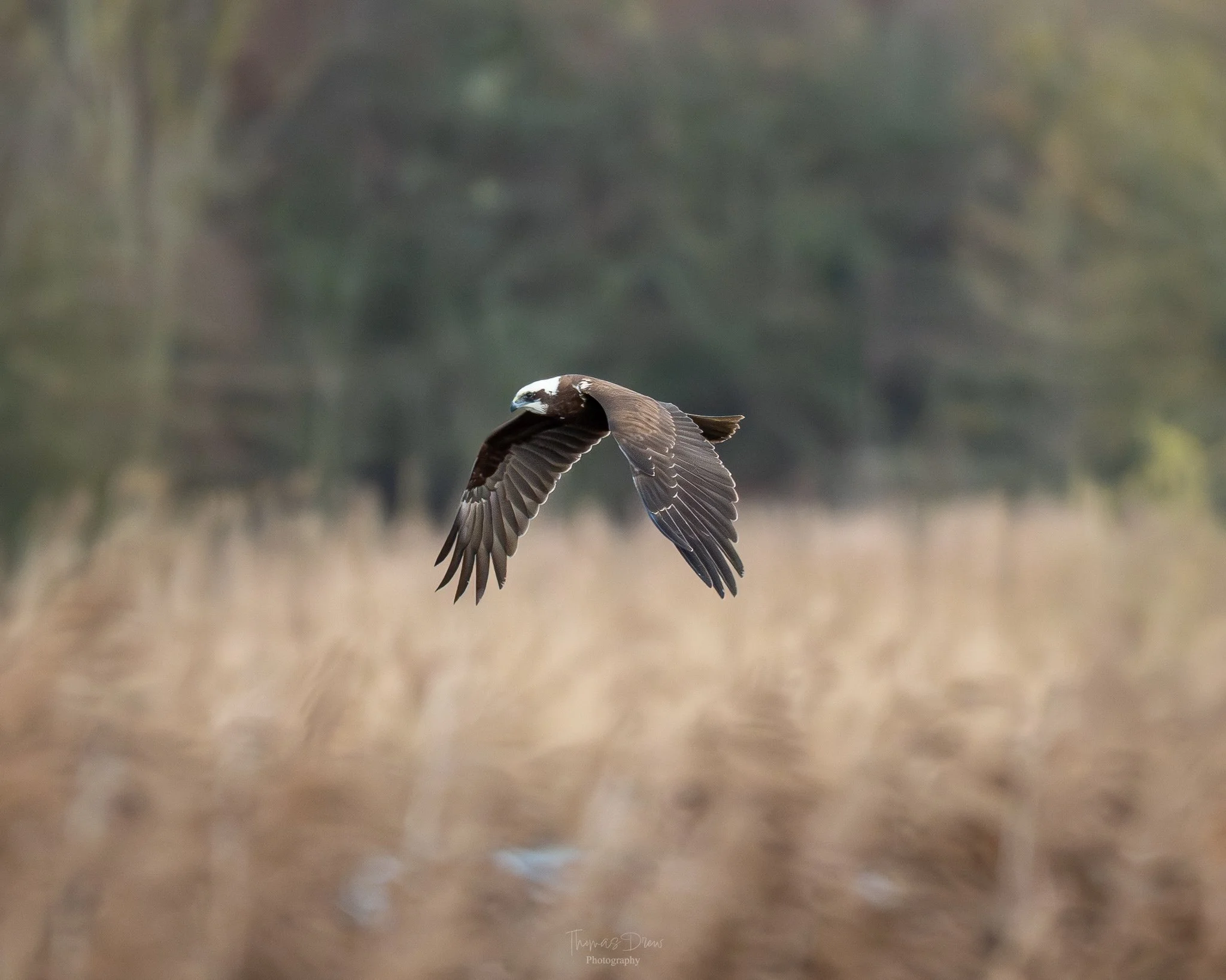 A bird of prey, a Marsh Harrier, flying over a grassy field with trees in the background.