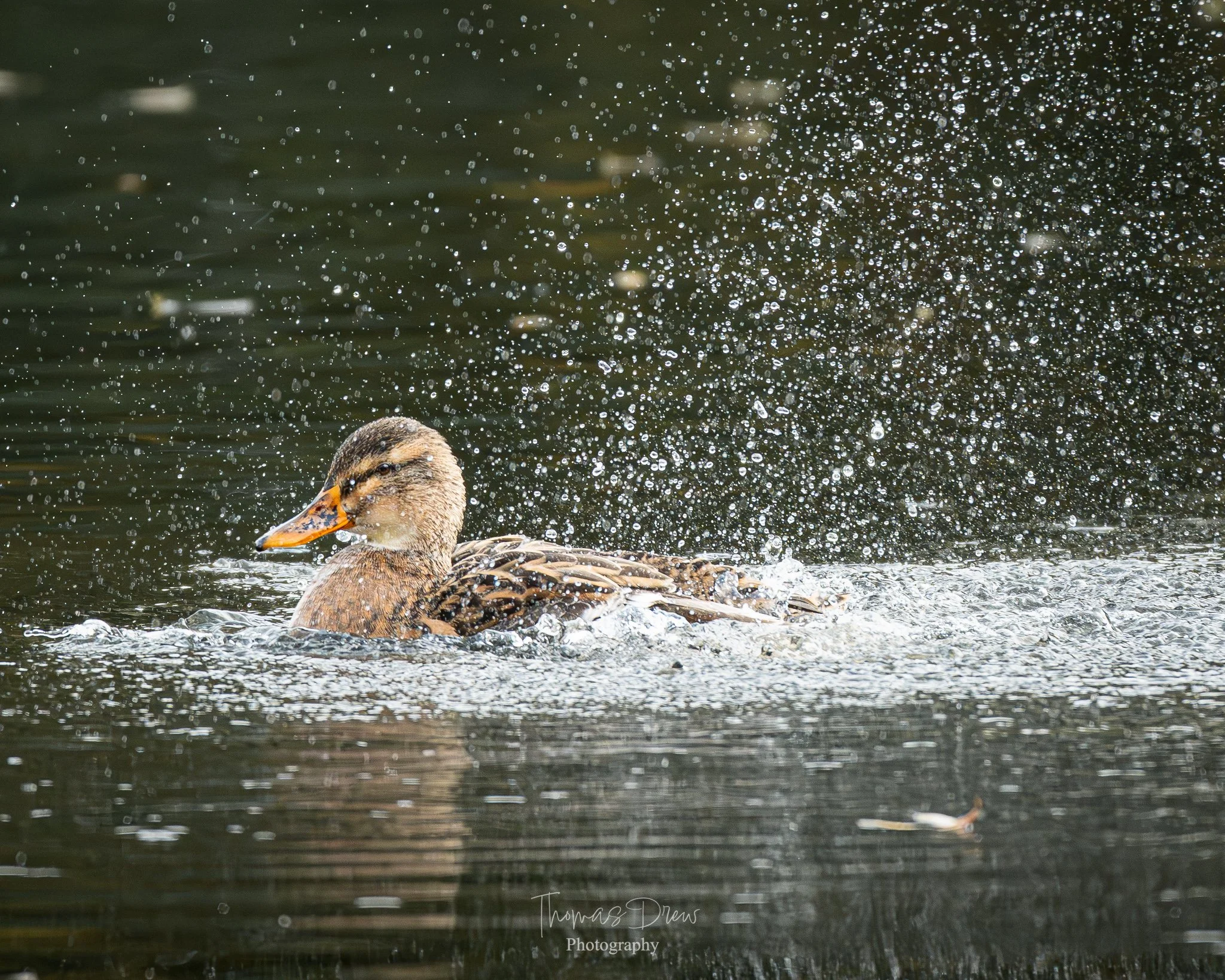 A Mallard duck swimming in water, creating splashes and ripples, with a dark background.