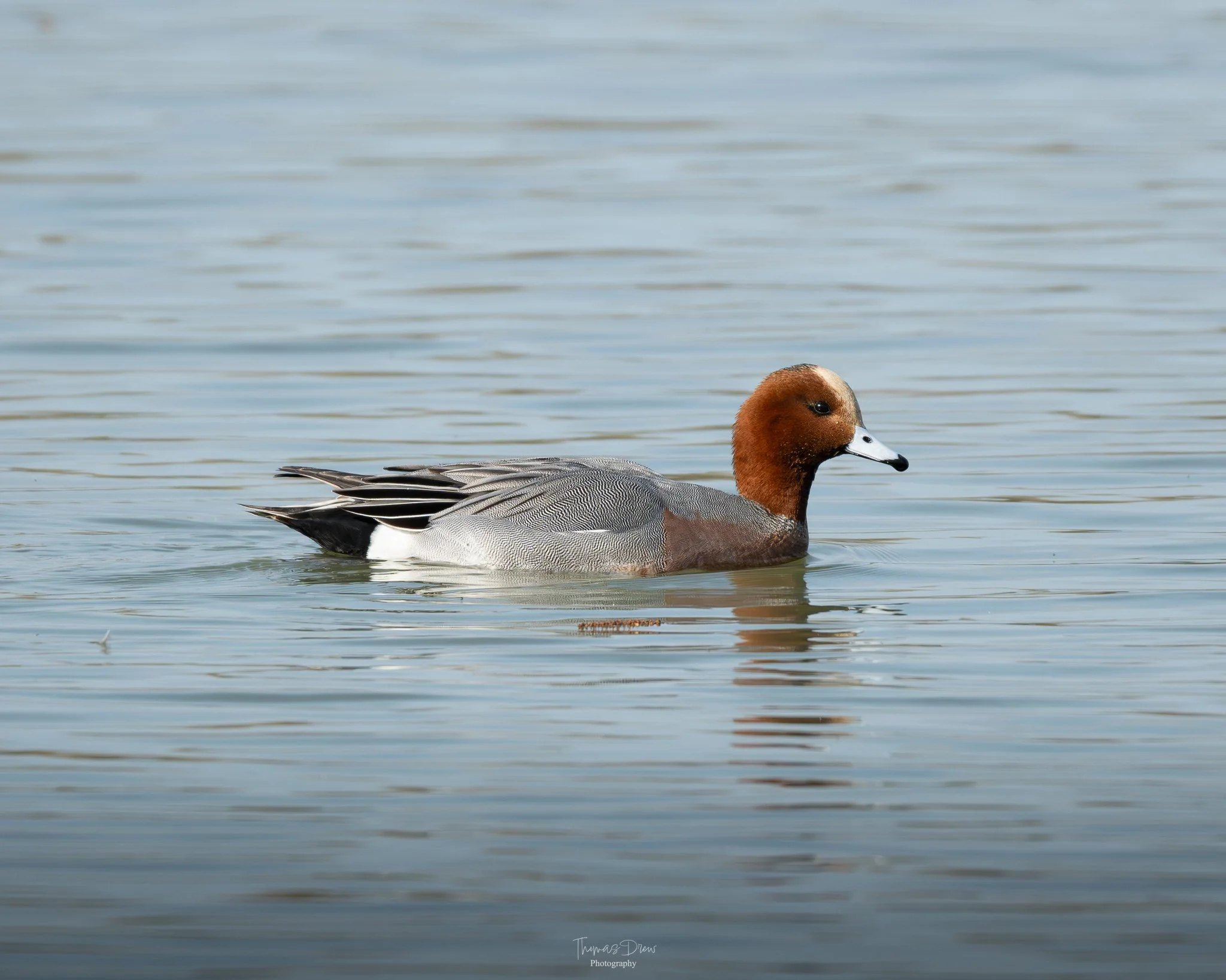 Image of a Wigeon Duck, a brown and grey duck swimming in calm water.