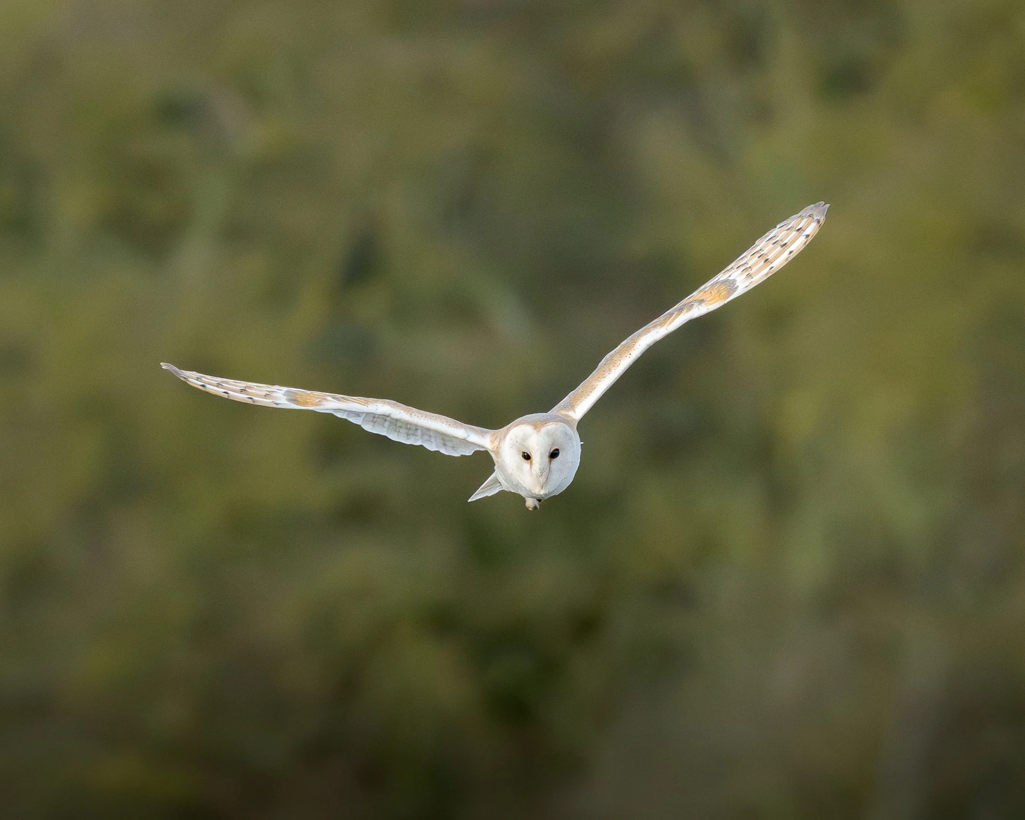 A white barn owl flying with its wings spread wide, against a blurred green background.