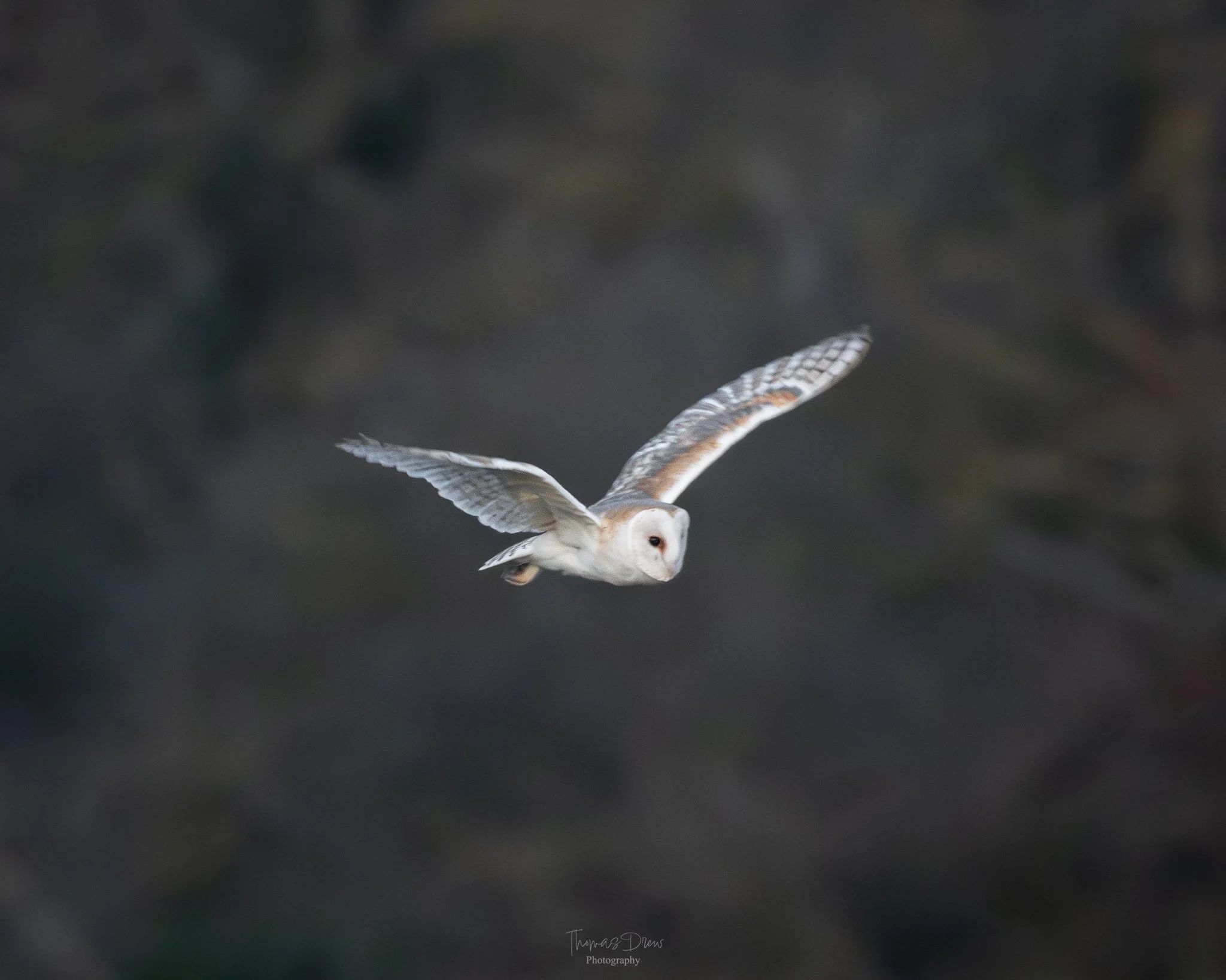 A white barn owl flying in front of a dark, blurred background.