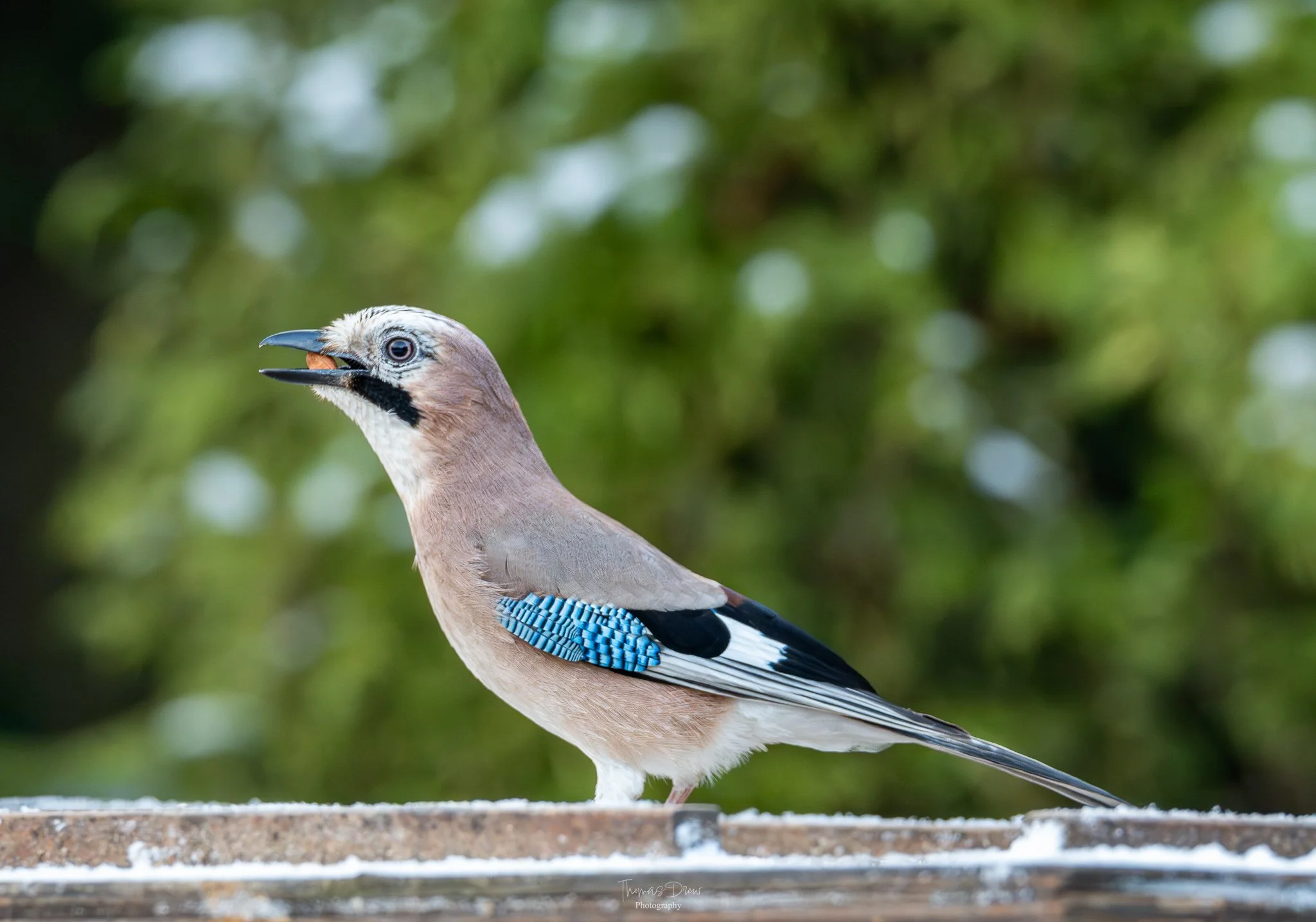 Close-up of a Eurasian Jay bird with its beak open, holding a small seed, against a blurred green background.