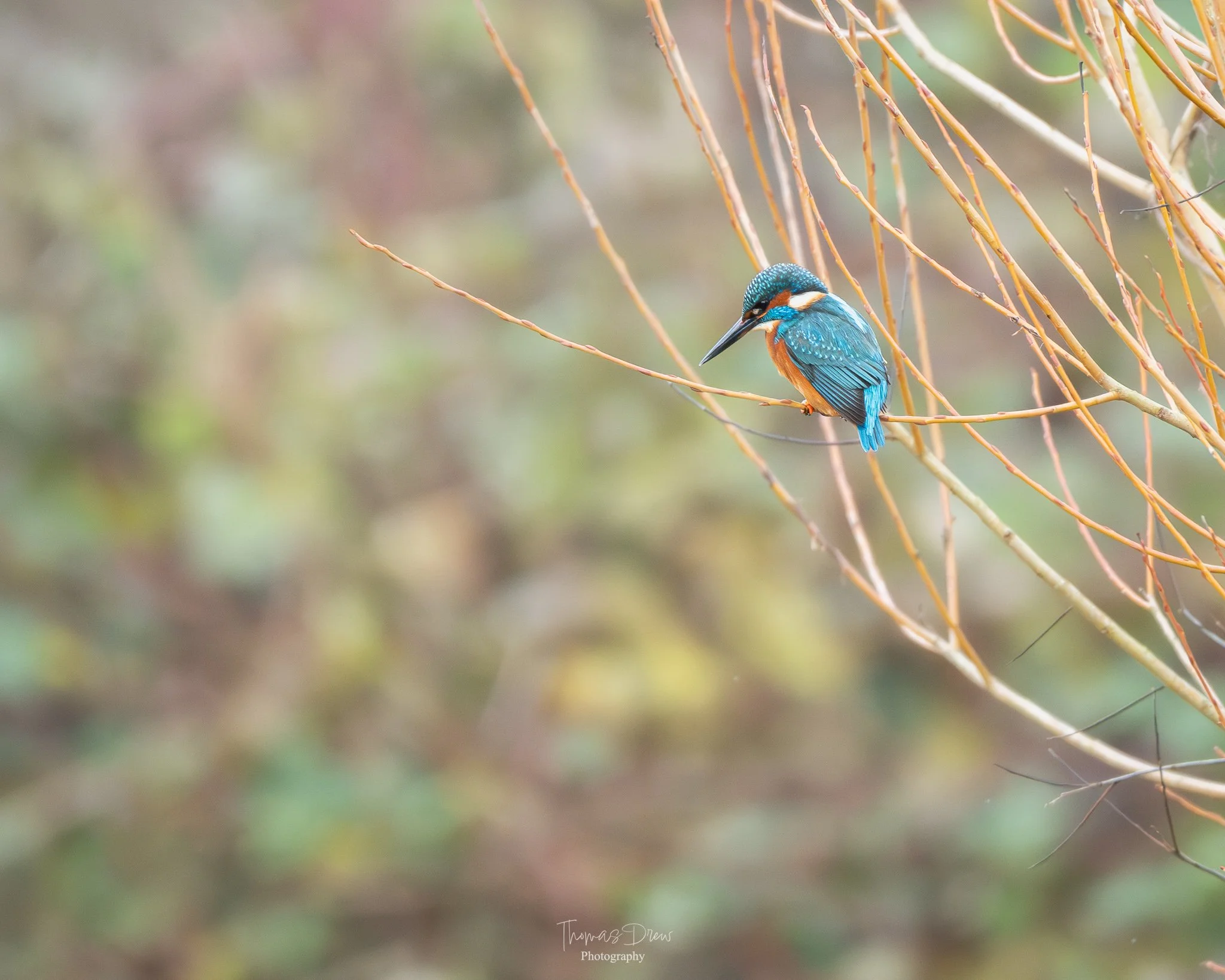A small blue and orange kingfisher bird perched on a thin branch among orange and brown twigs, with a blurred natural background.