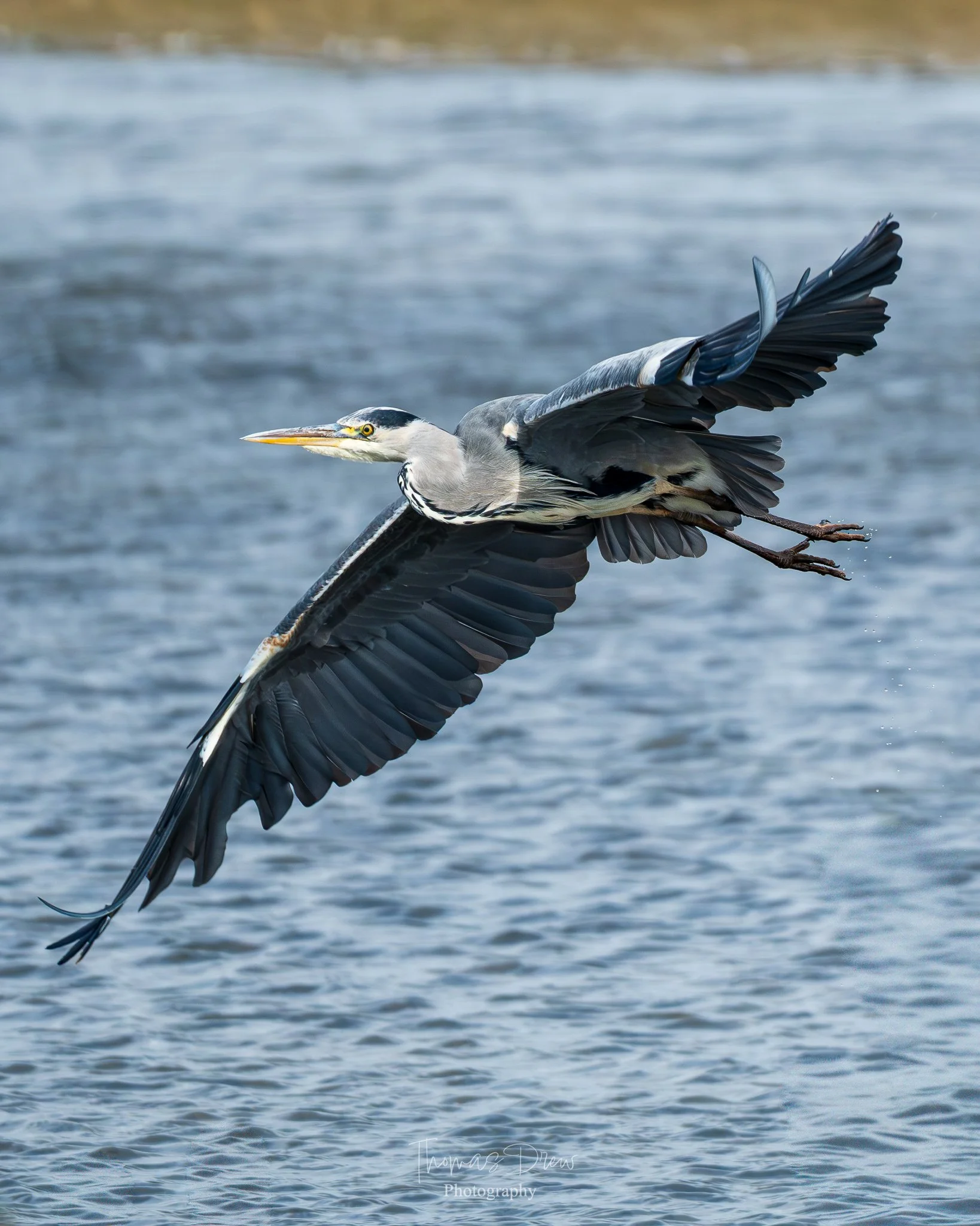 A heron in flight over a body of water with a blurred shoreline in the background.
