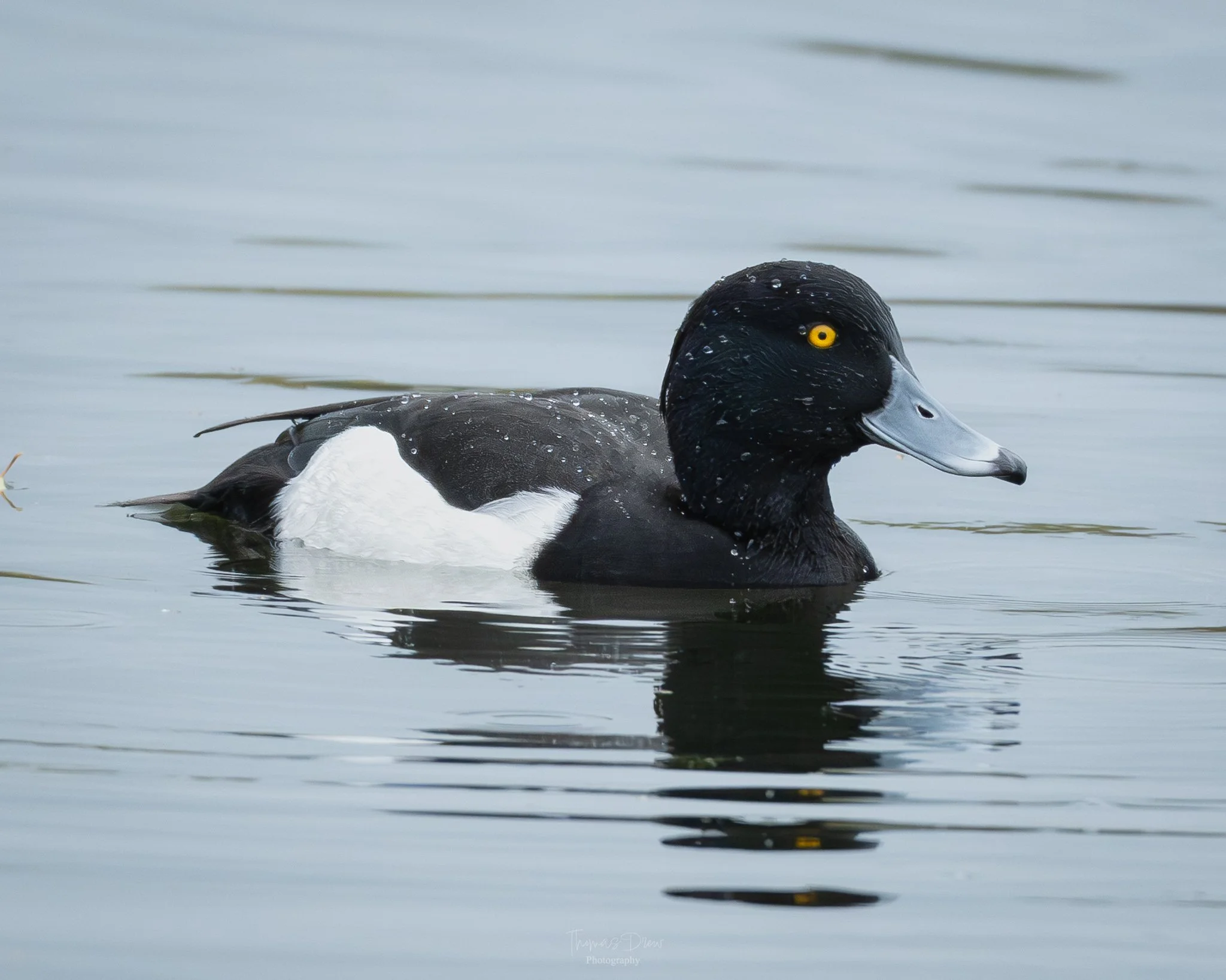 A male tufted duck swimming in calm water with droplets on its black head and upper body, yellow eyes, and white sides.