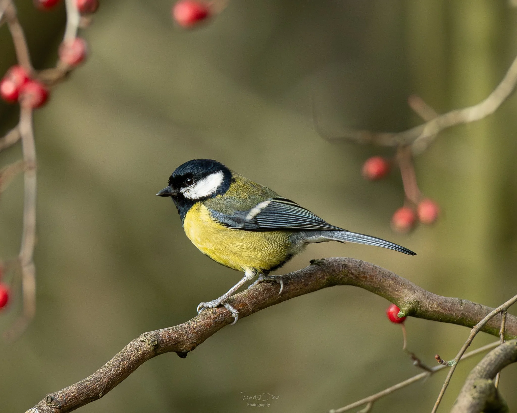 A Great Tit, a small yellow and black bird with a white cheek patch, perched on a brown branch, with a blurred background featuring red berries and leaves.