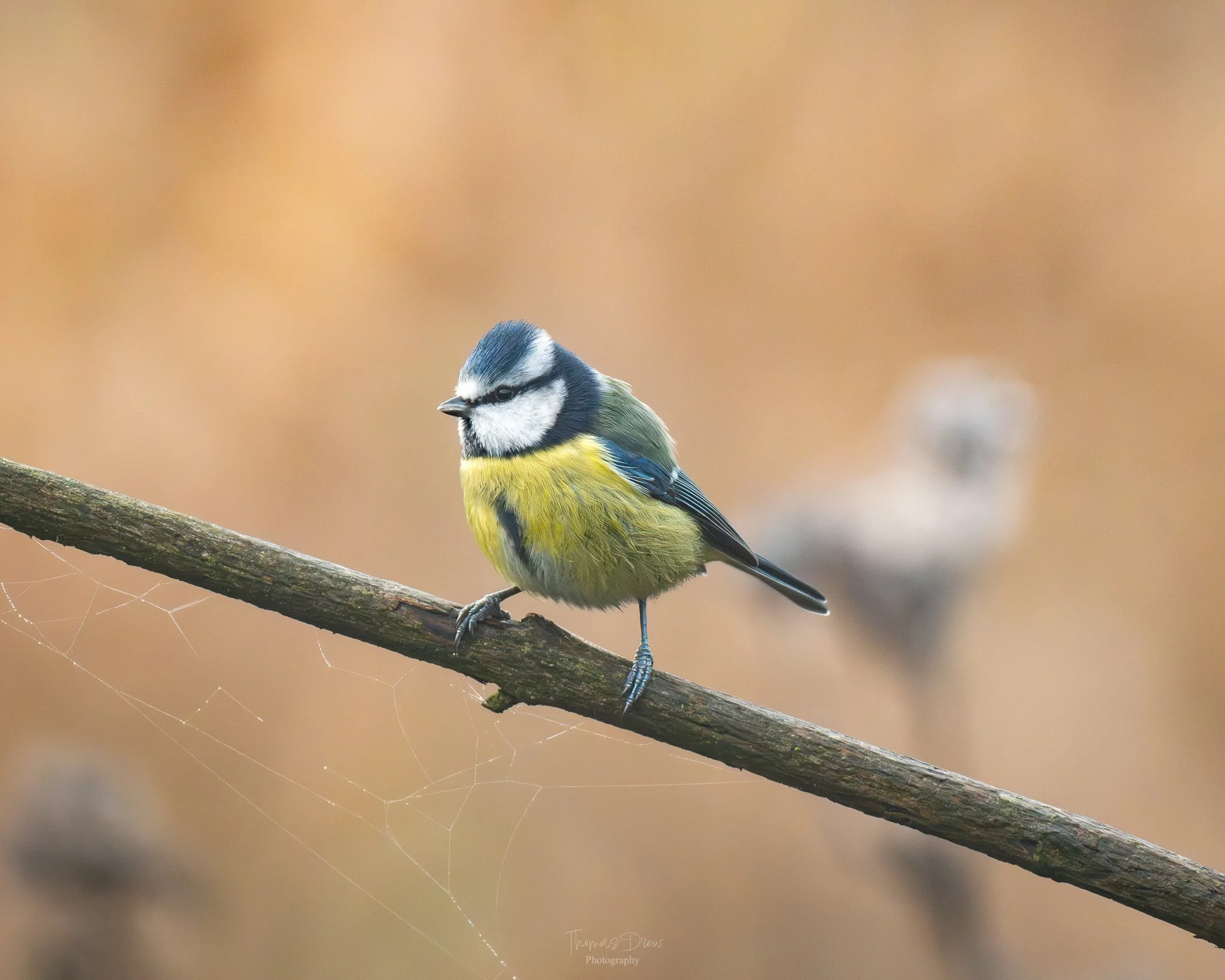 A small bird, a blue tit, perched on a thin branch in a natural setting with blurred warm-coloured background, with a visible spider web on the branch.