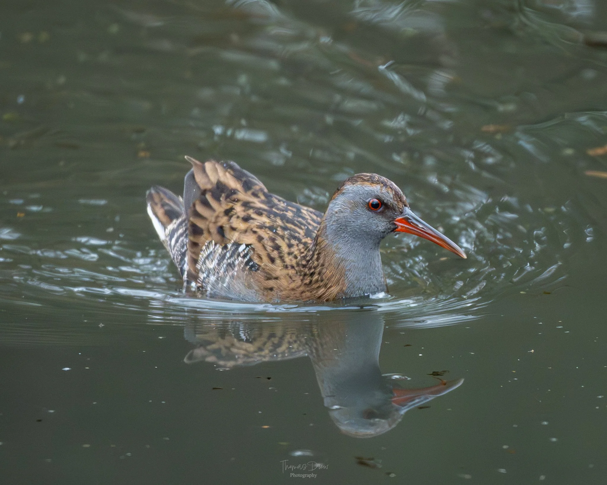 Image of a water rail swimming in a body of water, with a grey head, bright orange beak, and brown and black patterned feathers.