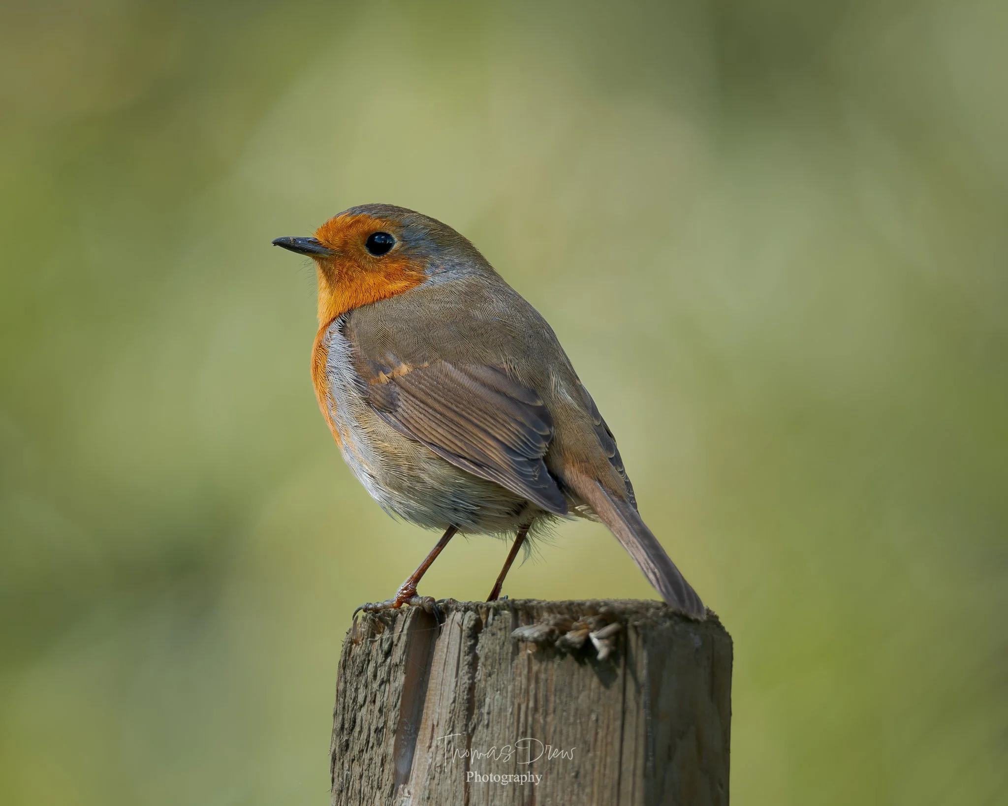 A Robin with orange and grey feathers perched on top of a wooden post, with a blurred green background.