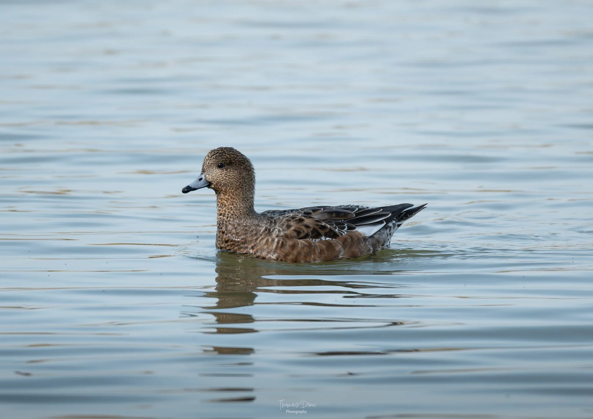 Image of a brown duck swimming in calm water.