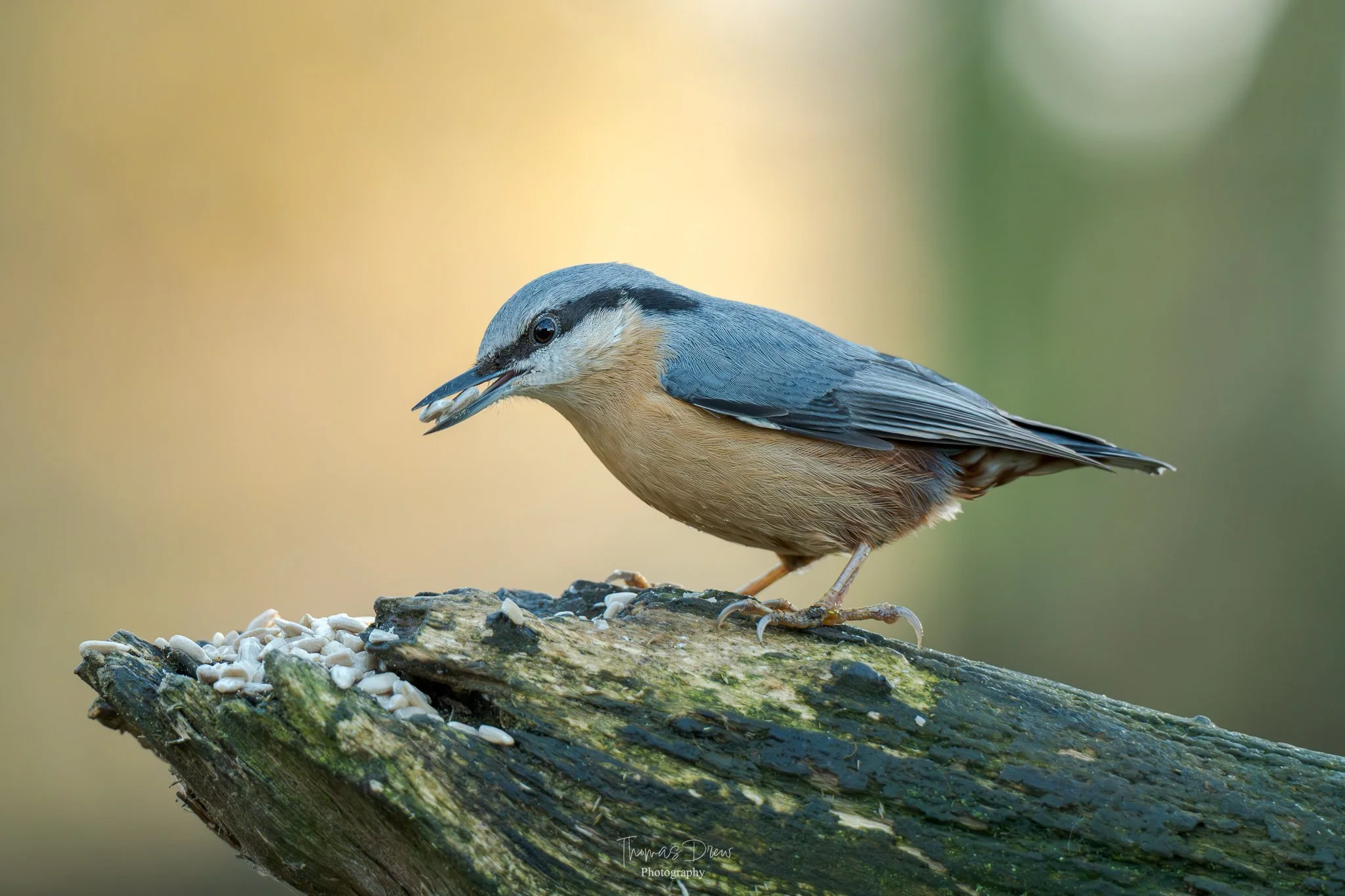 A Nuthatch, a bird perched on a log with sunflower seeds, holding a seed in its beak.