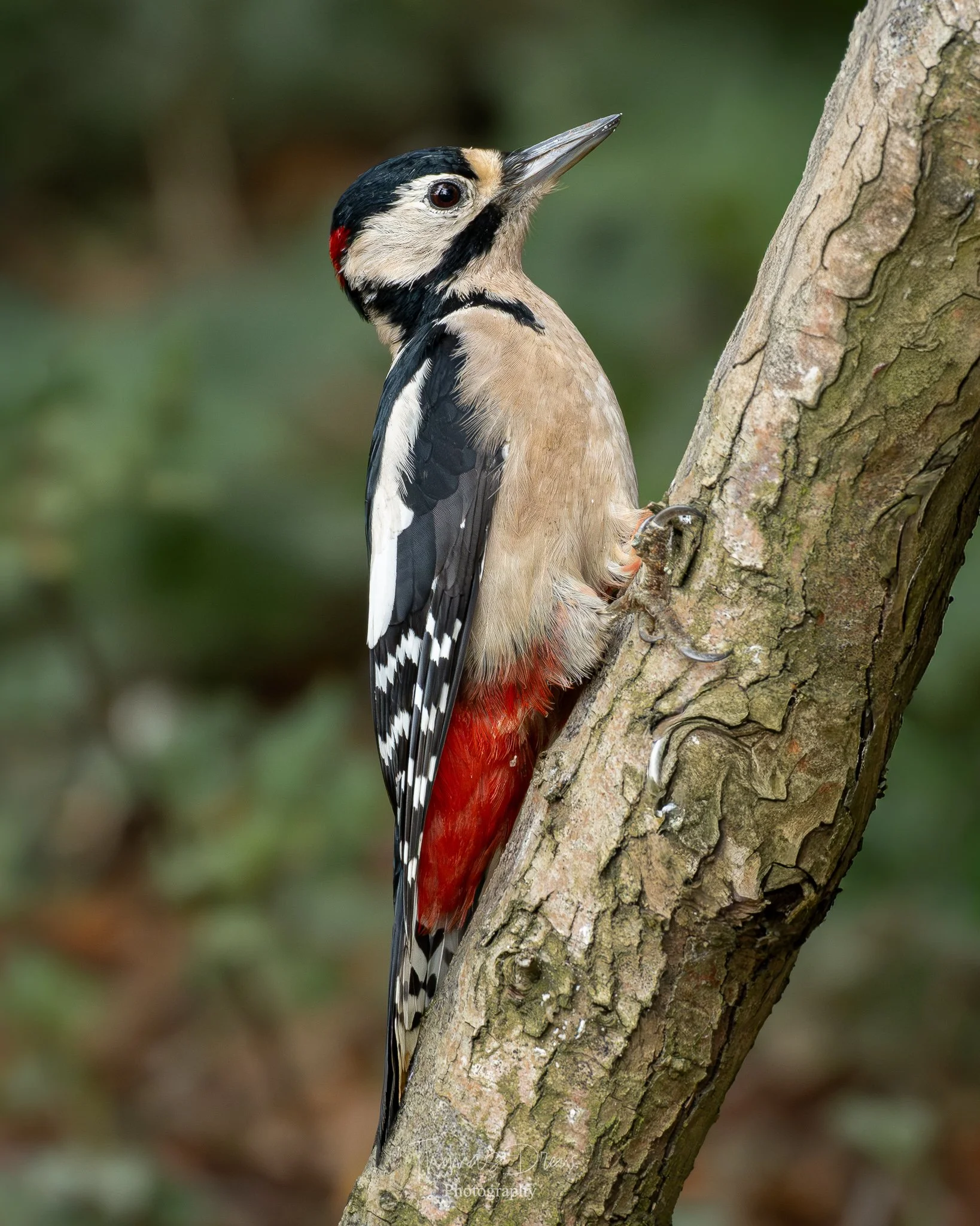 A Great Spotted Woodpecker clinging to a tree trunk in a natural environment.